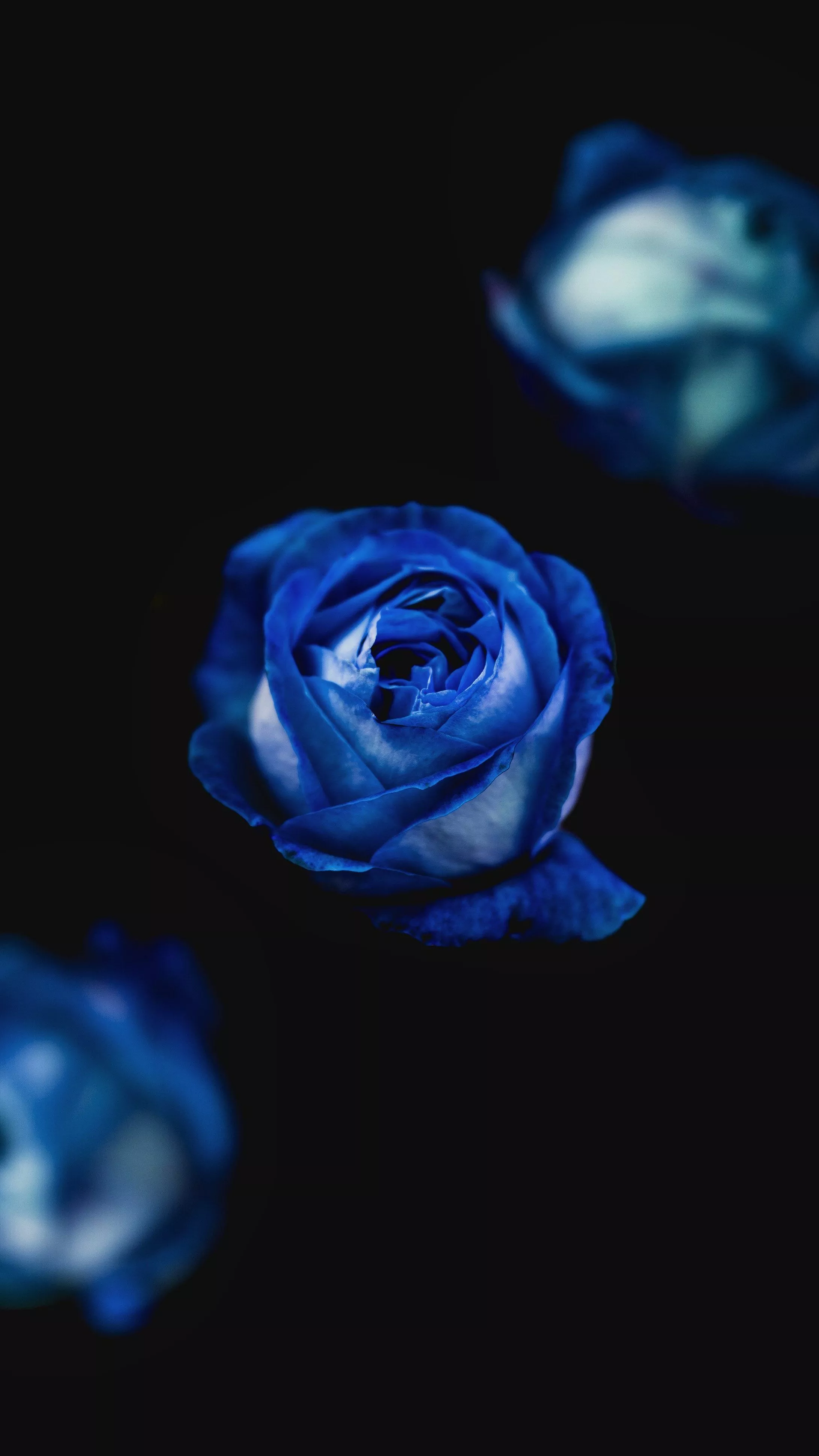 Blue Roses iPhone Wallpaper