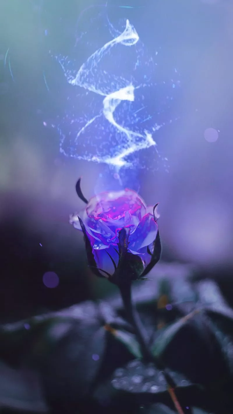 Blue Rose, elements, ice, HD phone
