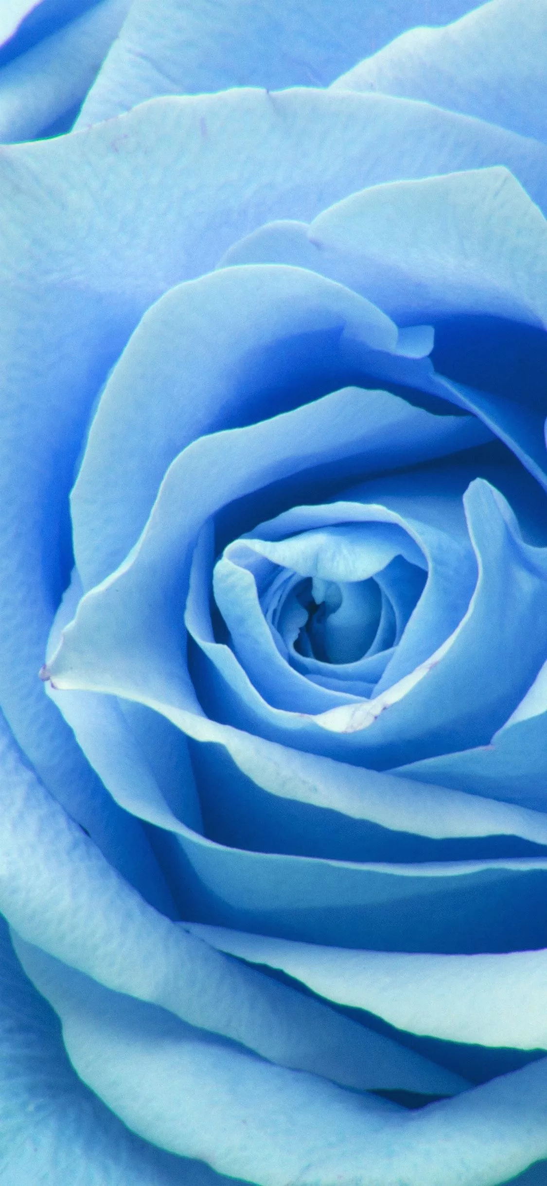 Flower Blue Rose Zoom Love
