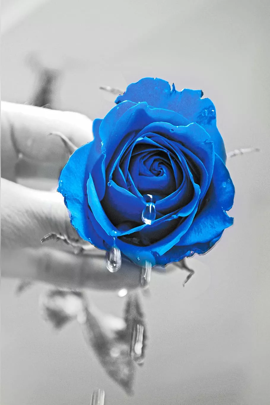 HD Wallpaper: Blue Rose Selective Color