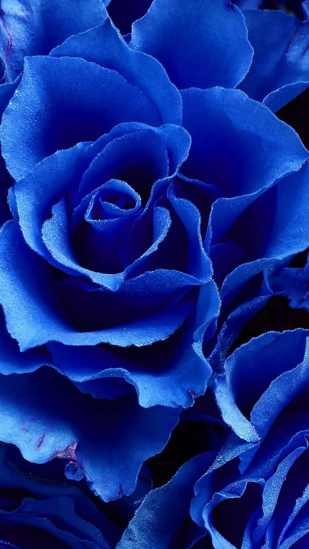 Dark Blue Rose Abstract Wallpaper