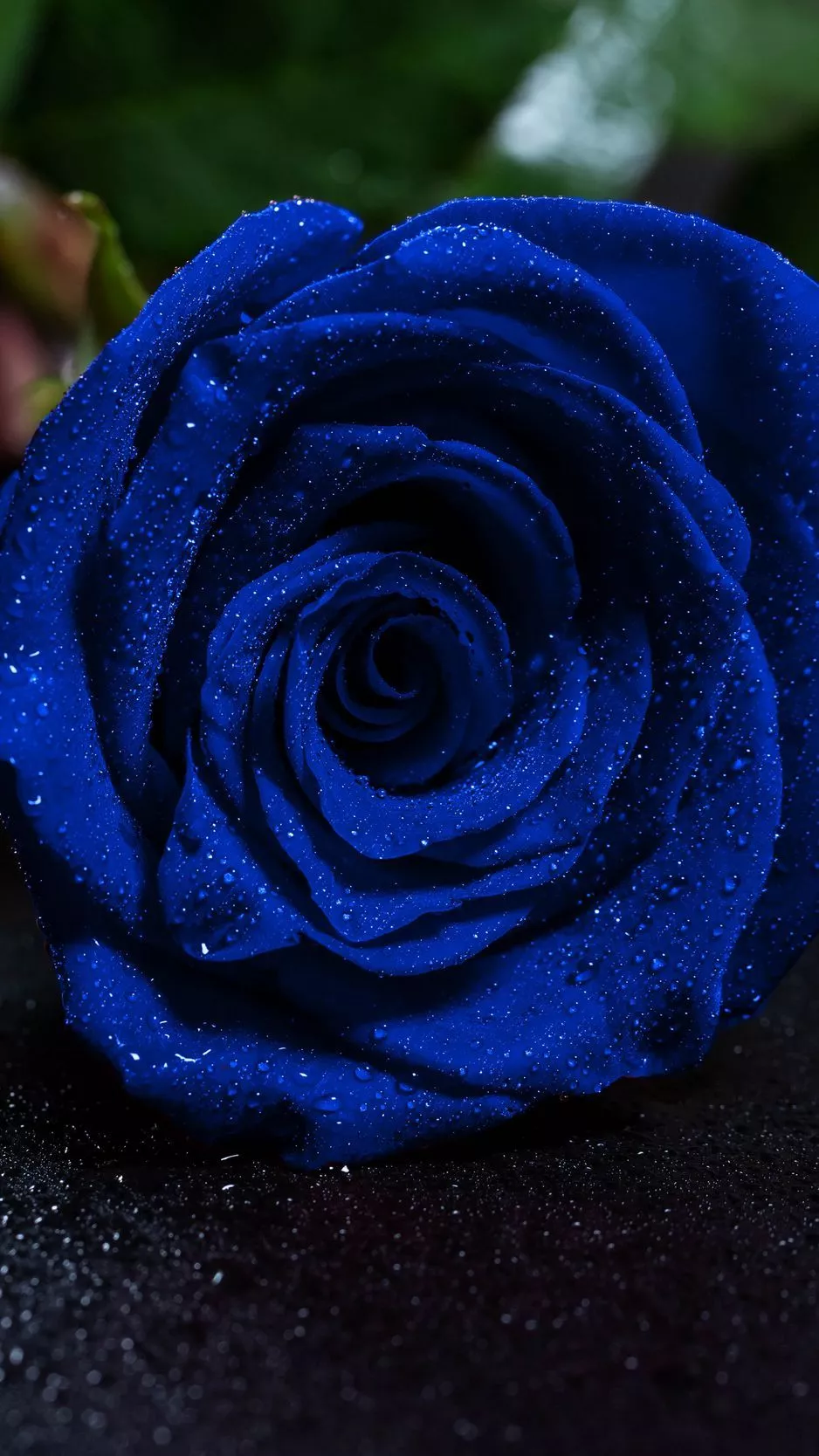 Download wallpaper 938x1668 rose, blue