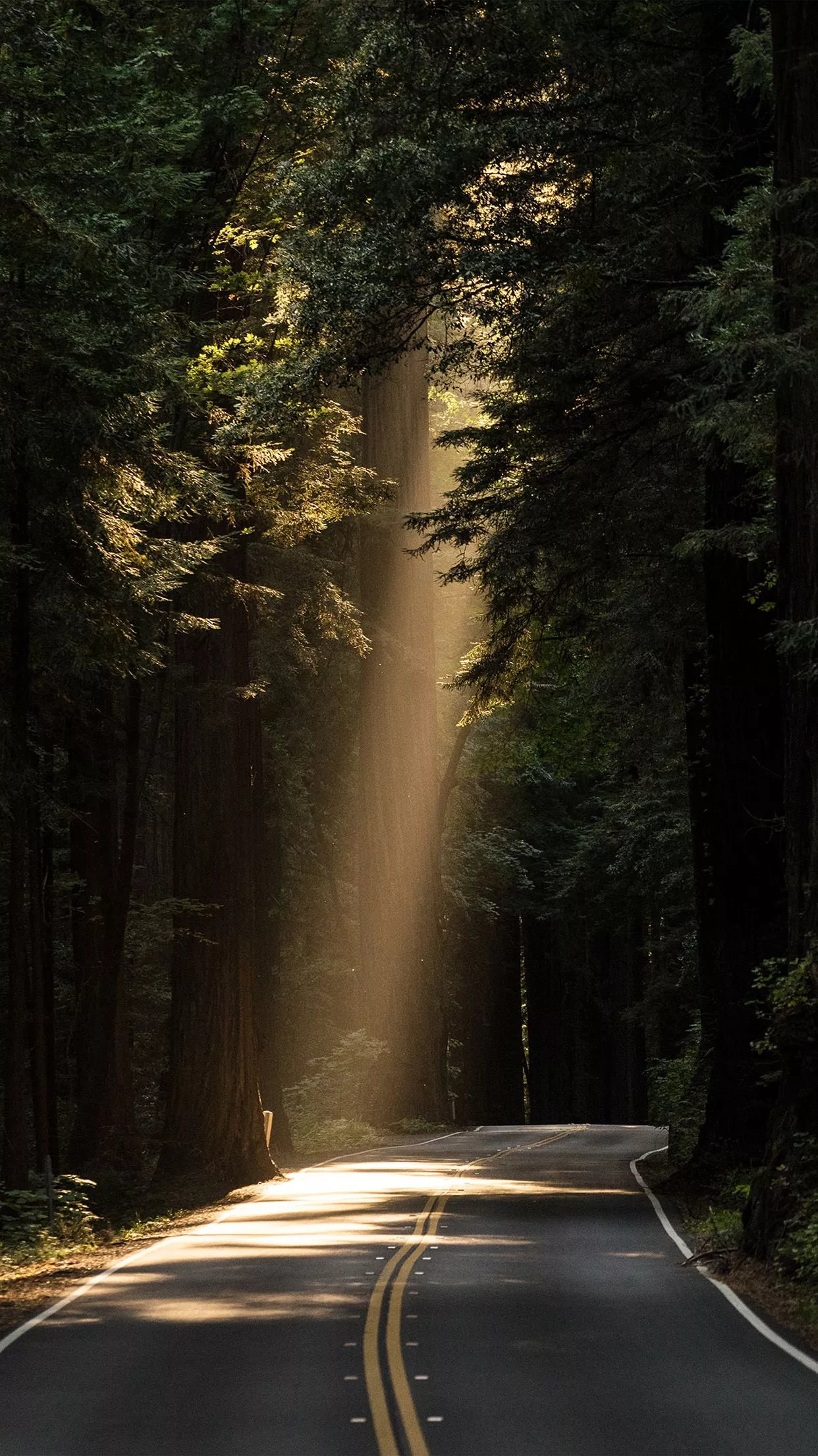 Light Road Wood Forest Way Nature