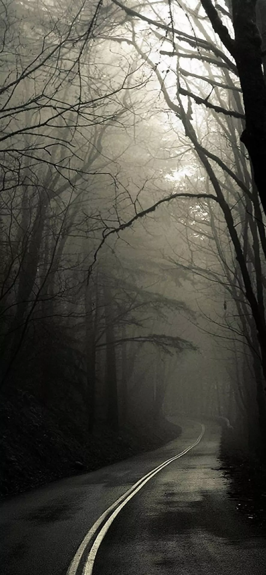 Foggy Forest Road iPhone Dark Wallpaper