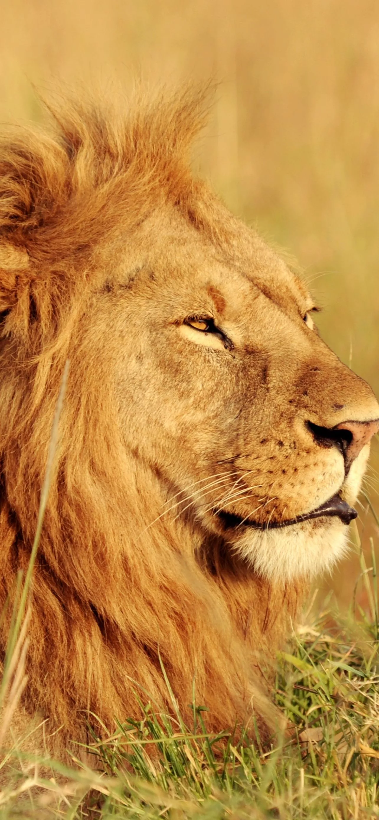 African Lion Wallpaper 4K, Safari, Big