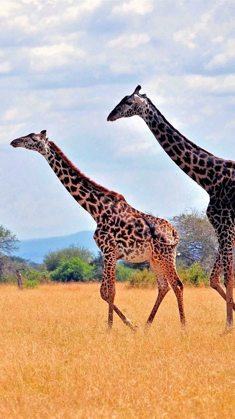 Download Giraffes In Savanna Africa