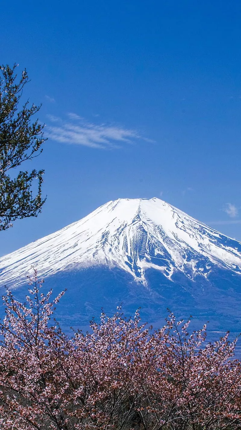 Mount fuji, mount fuji, japan, sakura