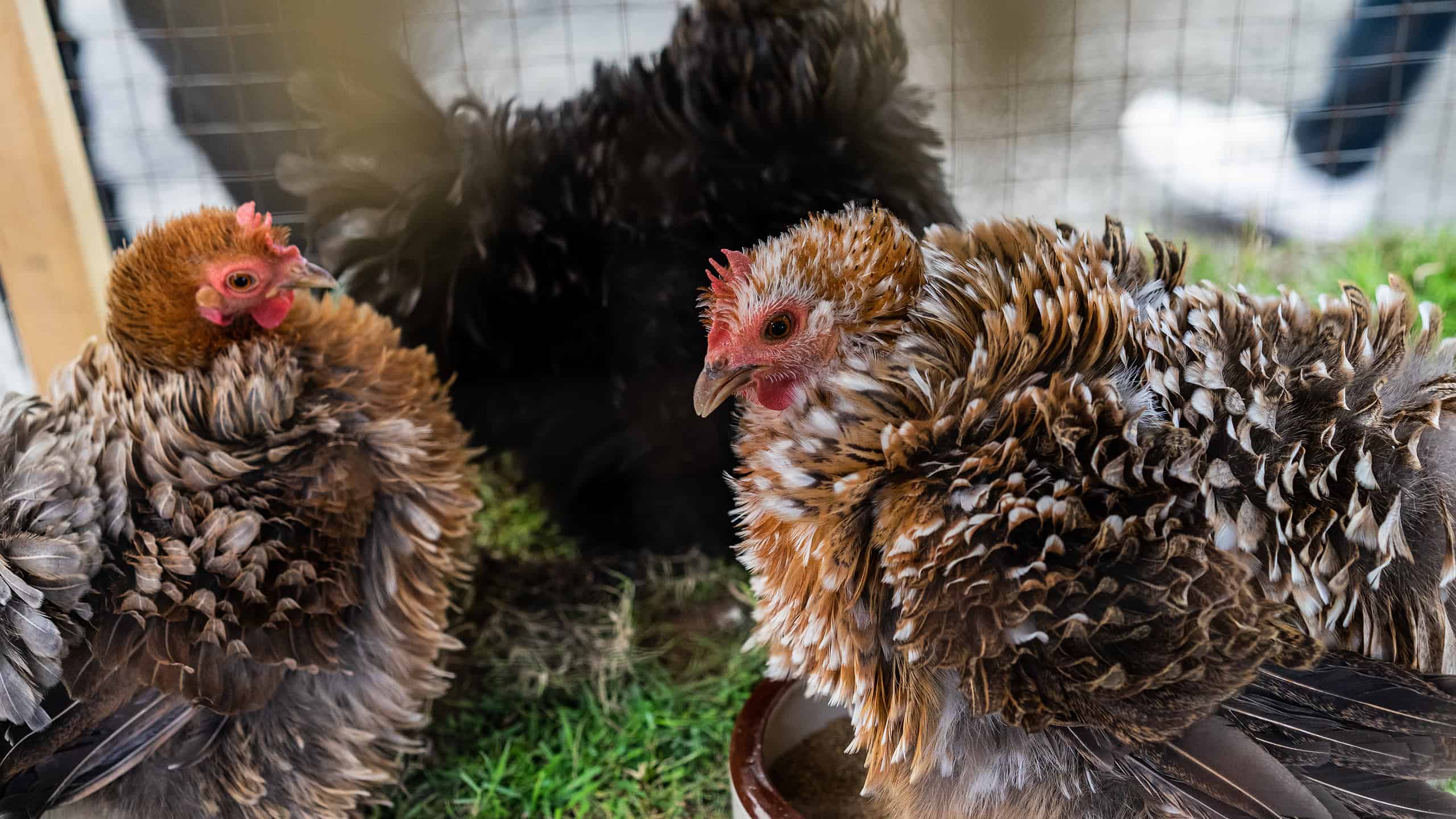 Frizzle Chicken Picture