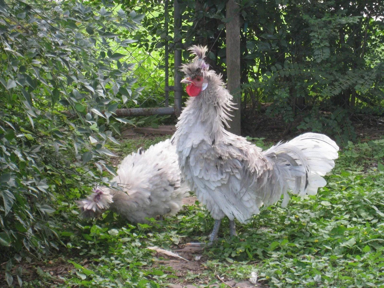 Free Frizzle Polish Bantam Rooster