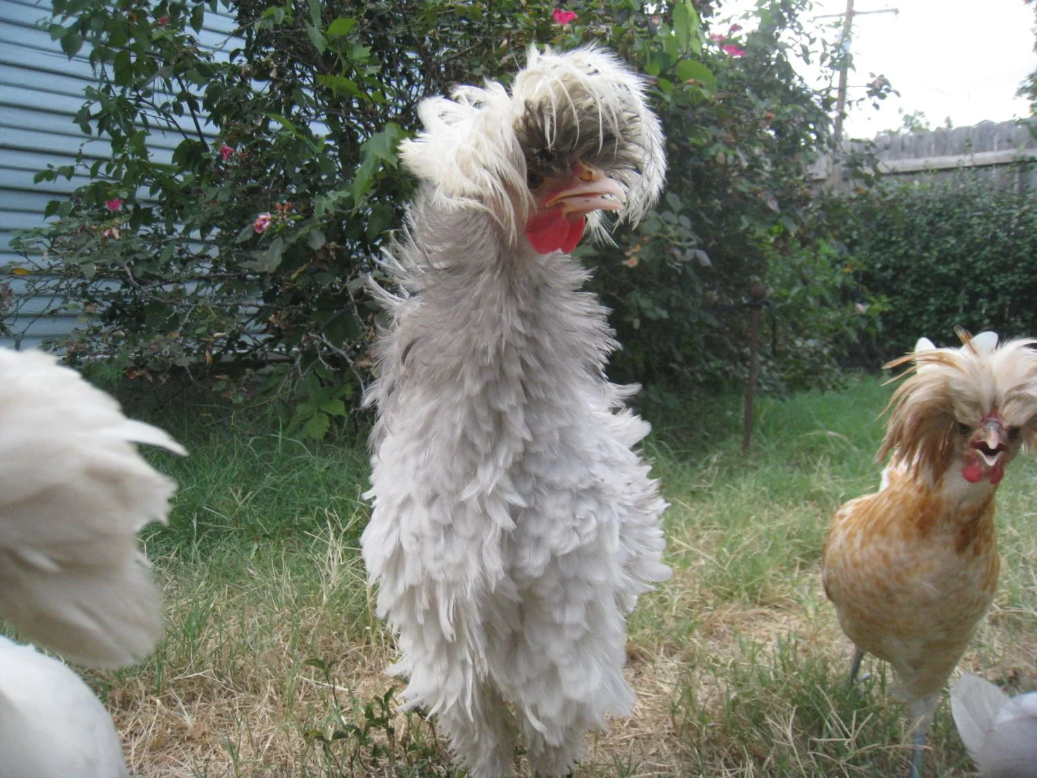 Free Frizzle Polish Bantam Rooster