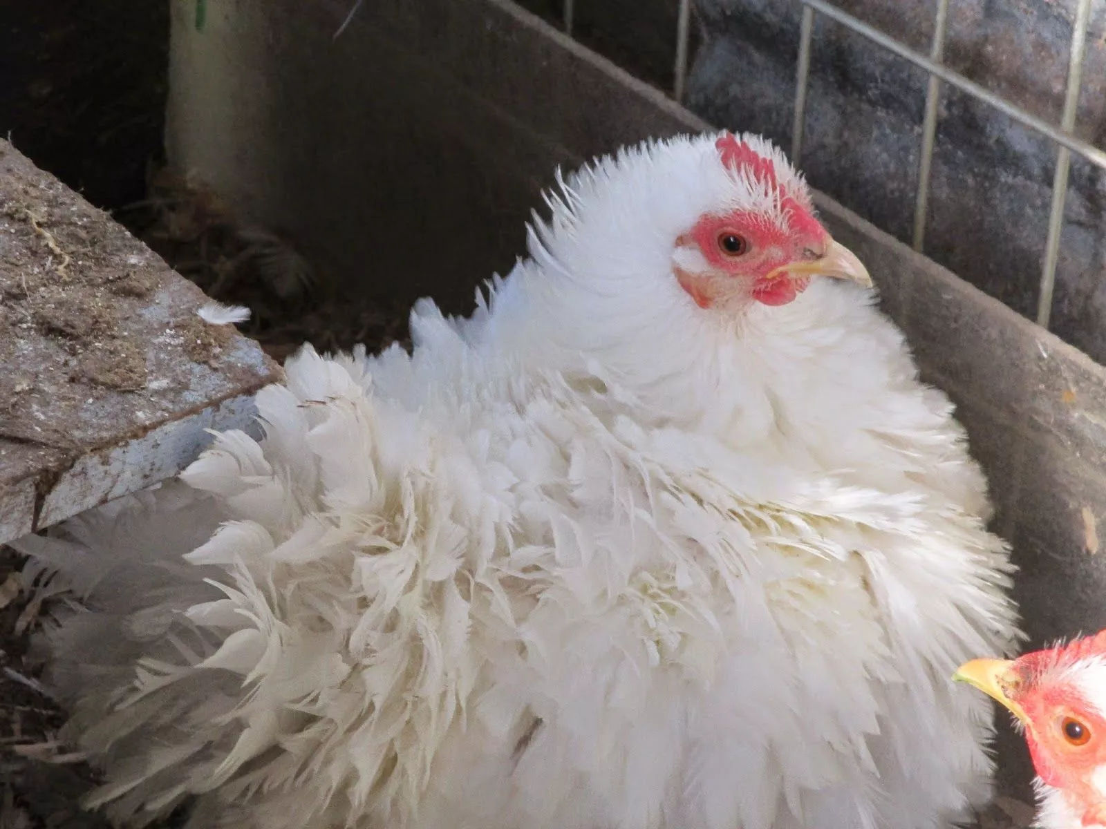 Just Chickens.: 2014