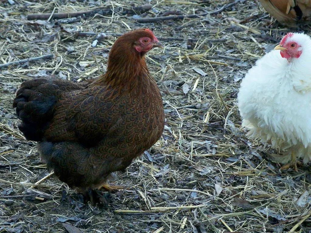White Frizzle Cochin Hens