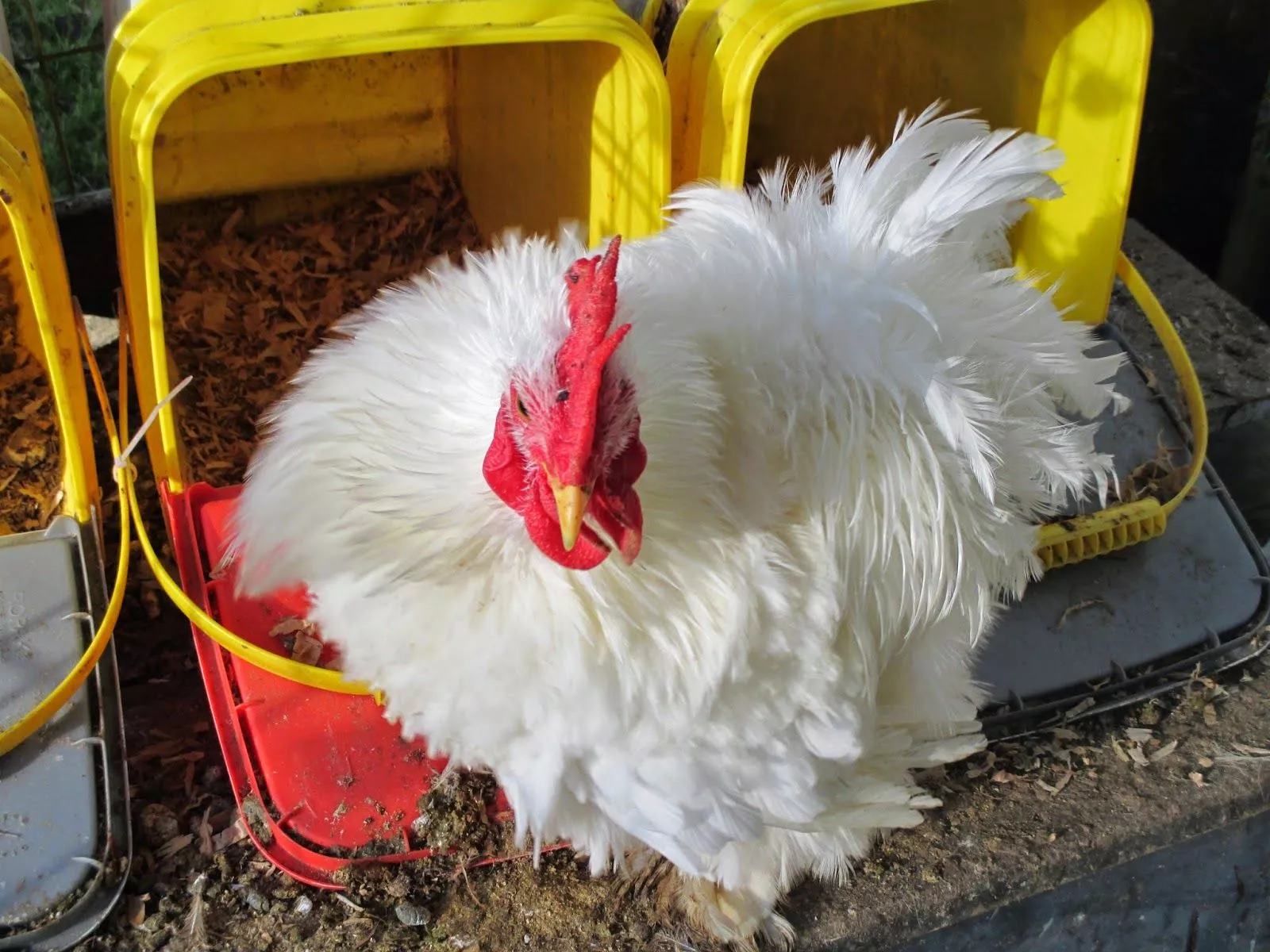 Just Chickens.: 2014