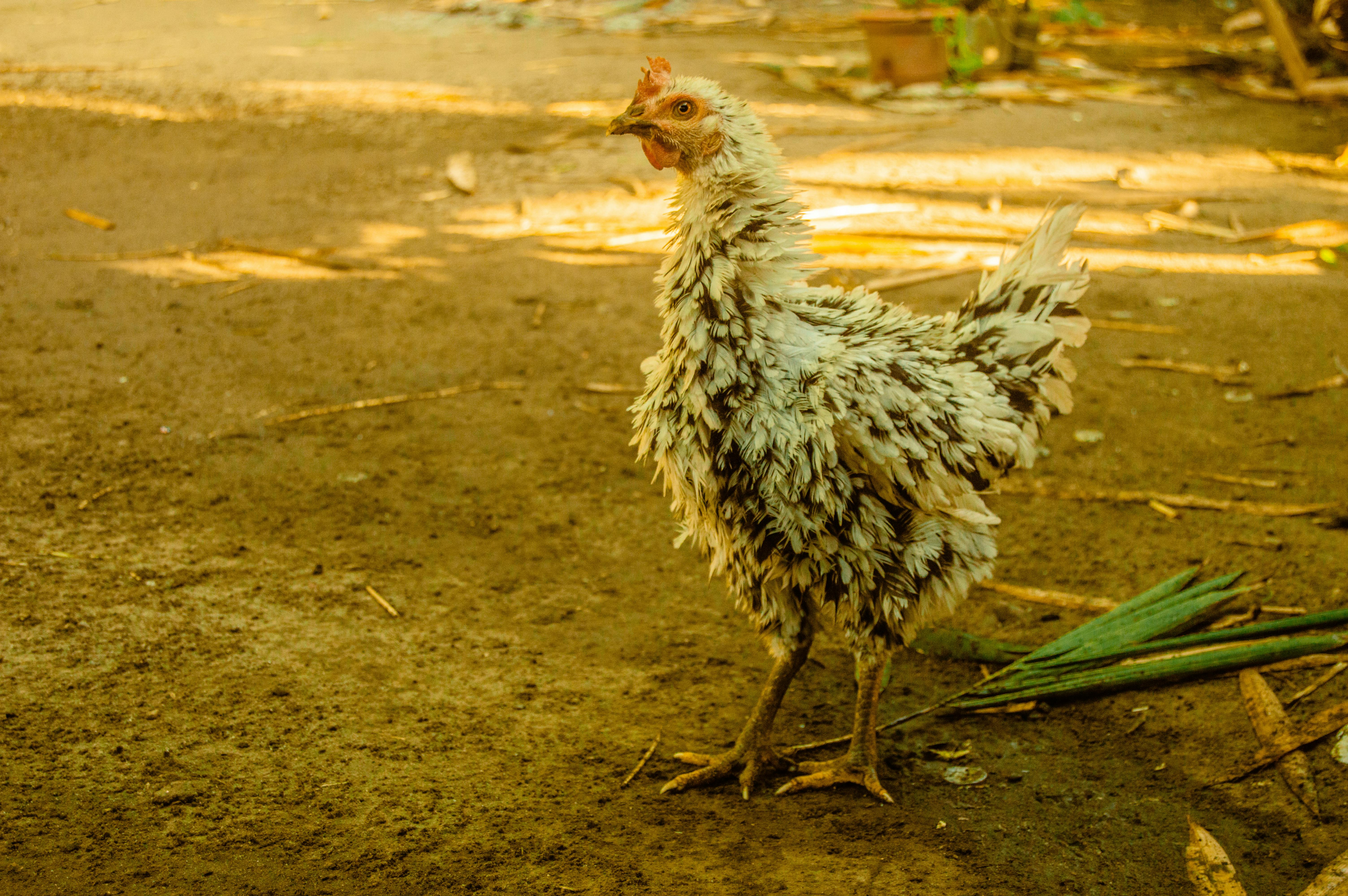 Chicken with White and Brown Plumage