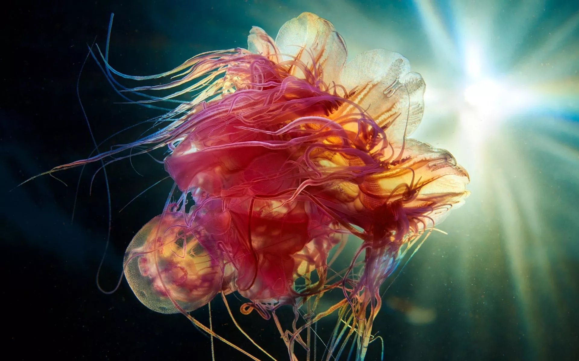 Wallpaper Lenovo Thinkpad x1 Yoga 4th