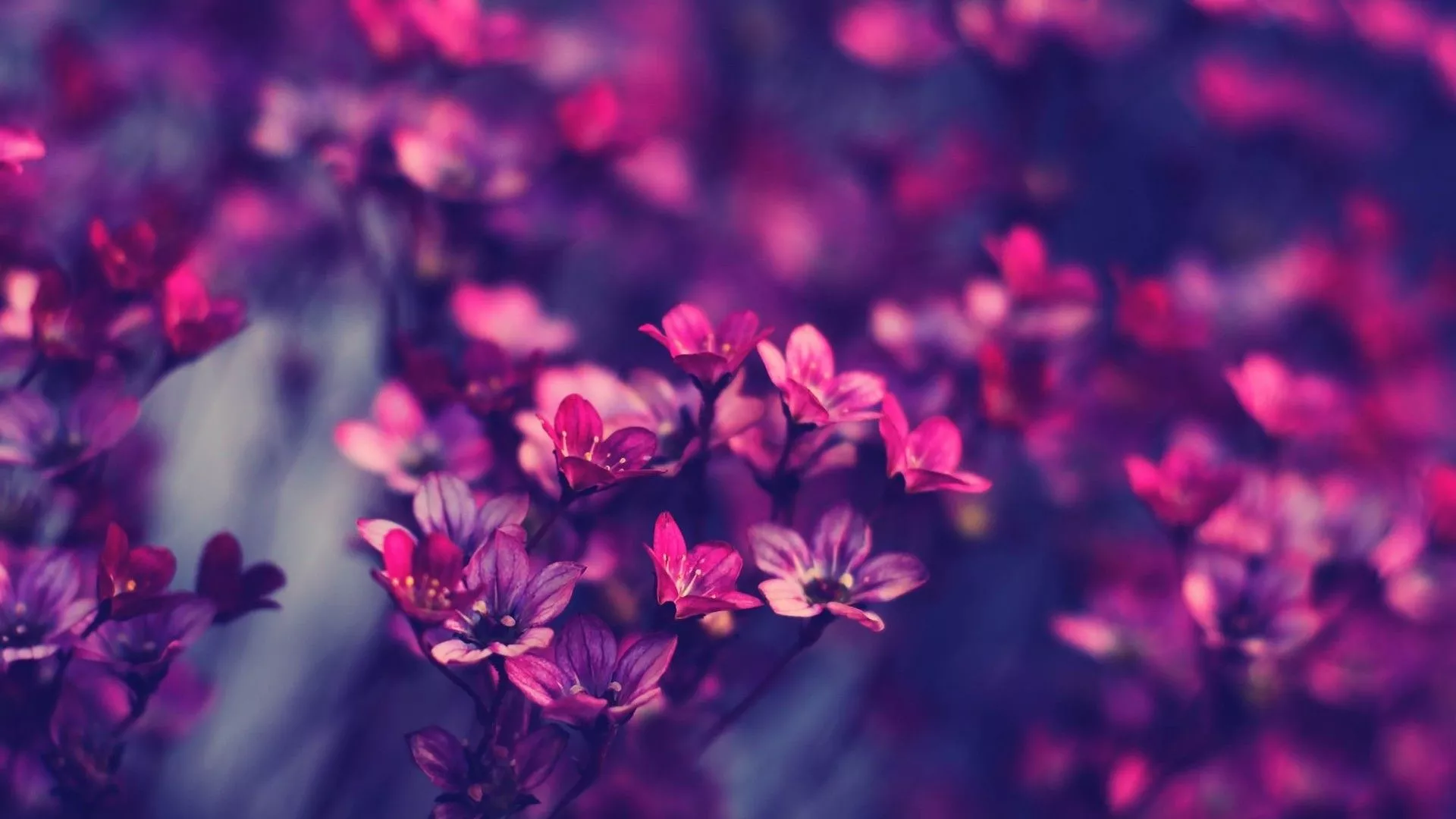 Flowers Background 3D Full Hd Wallpaper