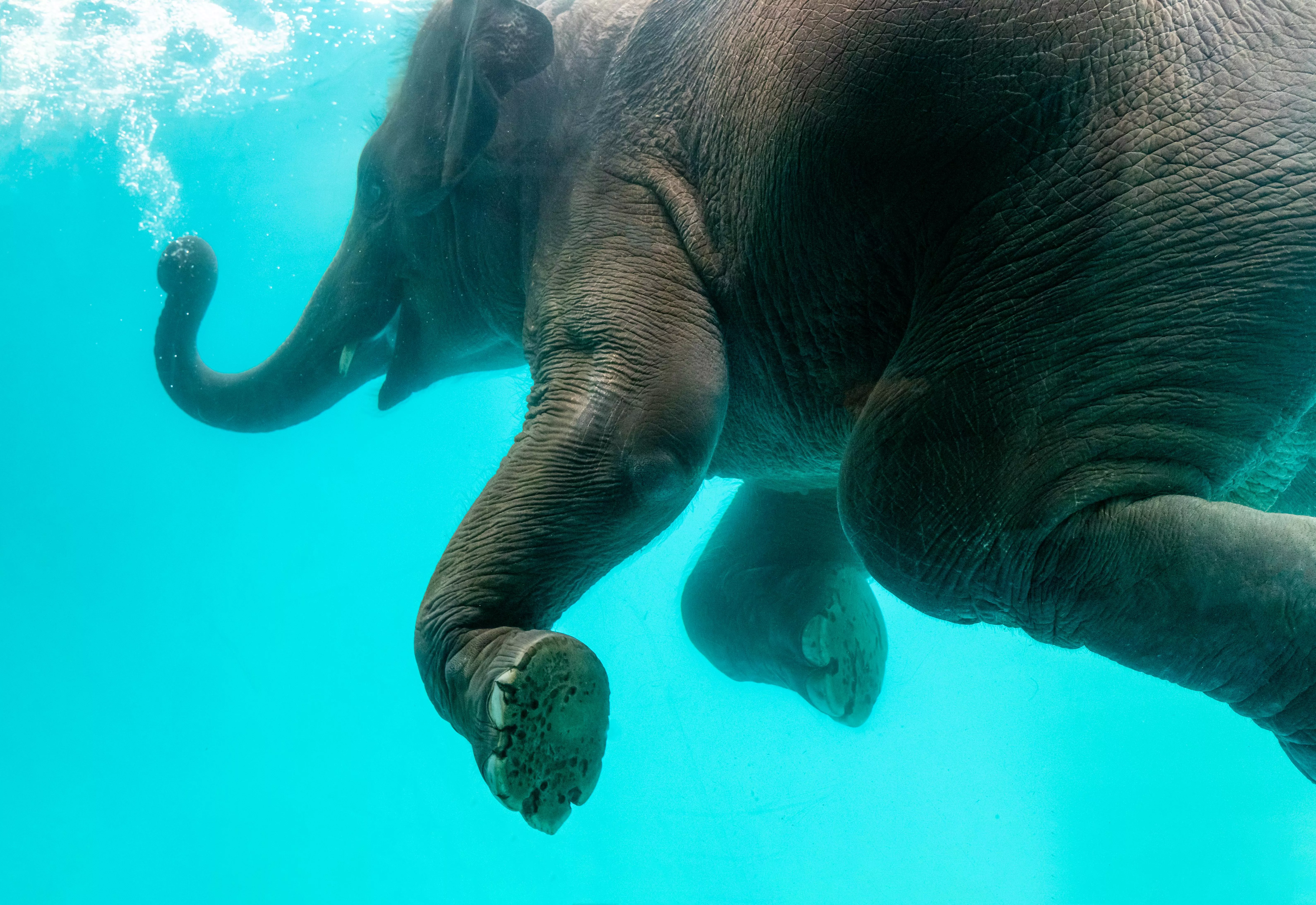 Elephant swimming in blue water · Free
