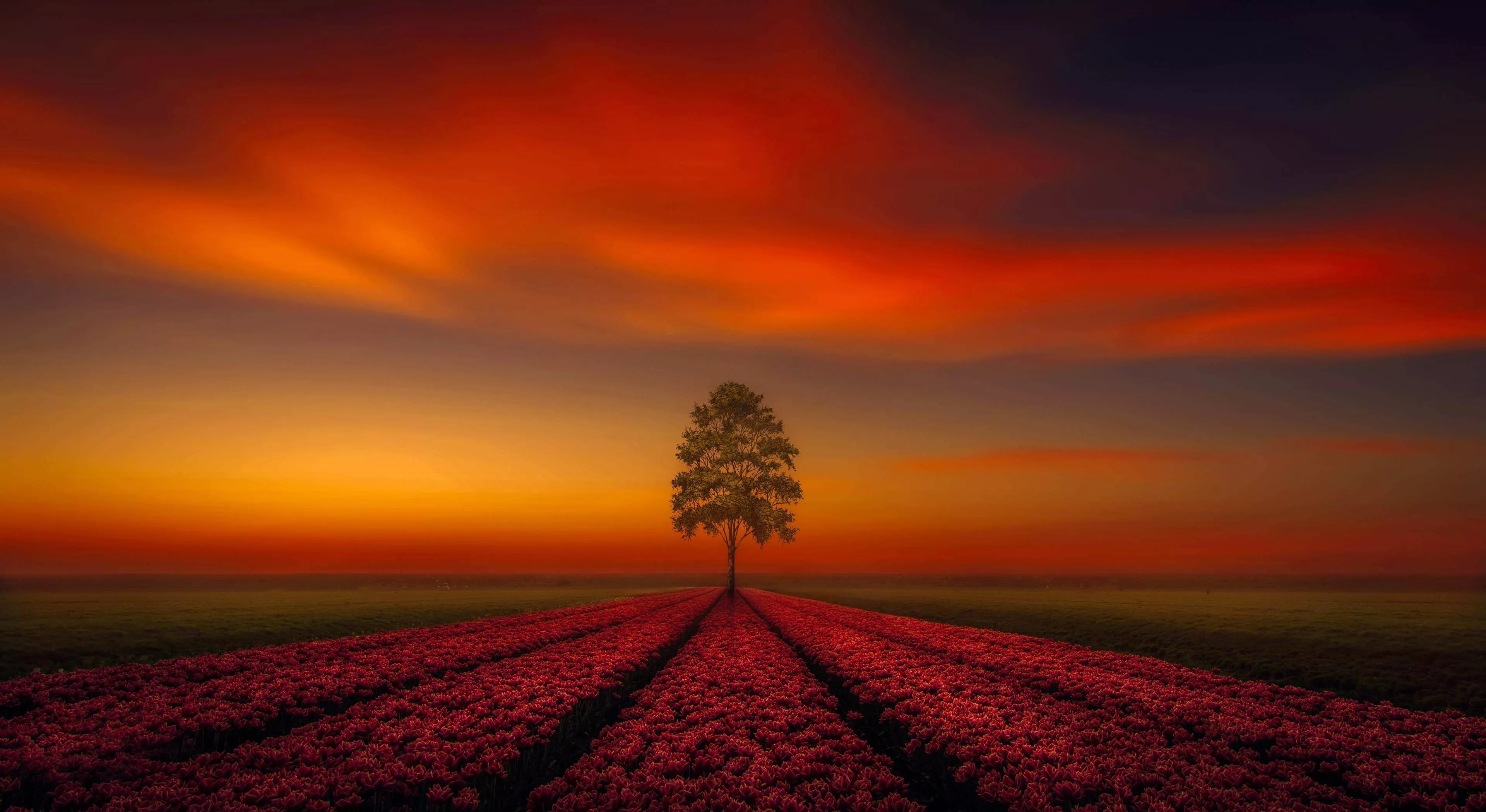 Lonely Tree Orange Sky Wallpaper, HD