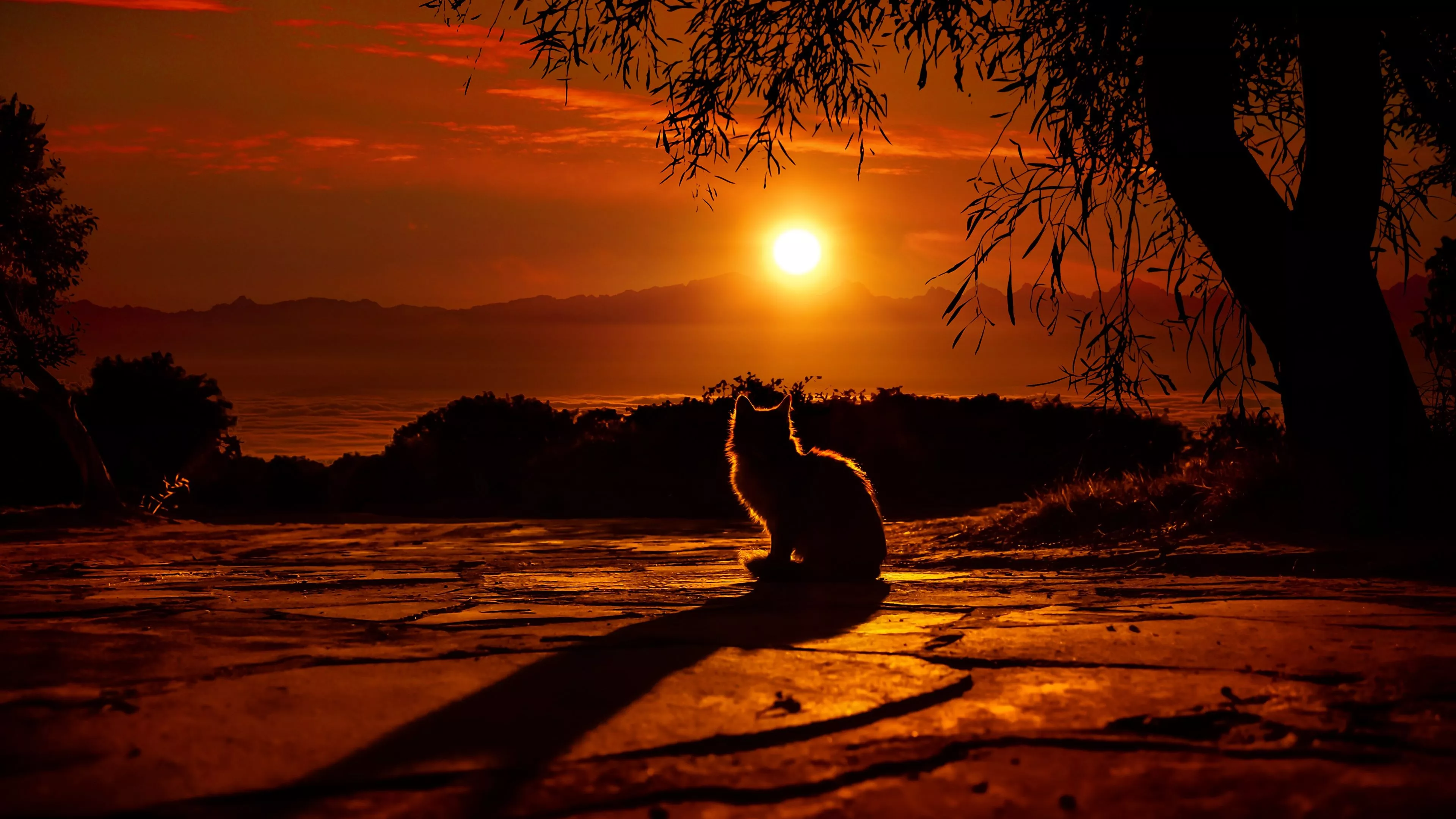 Cat Wallpaper 4K, Silhouette, Sunset