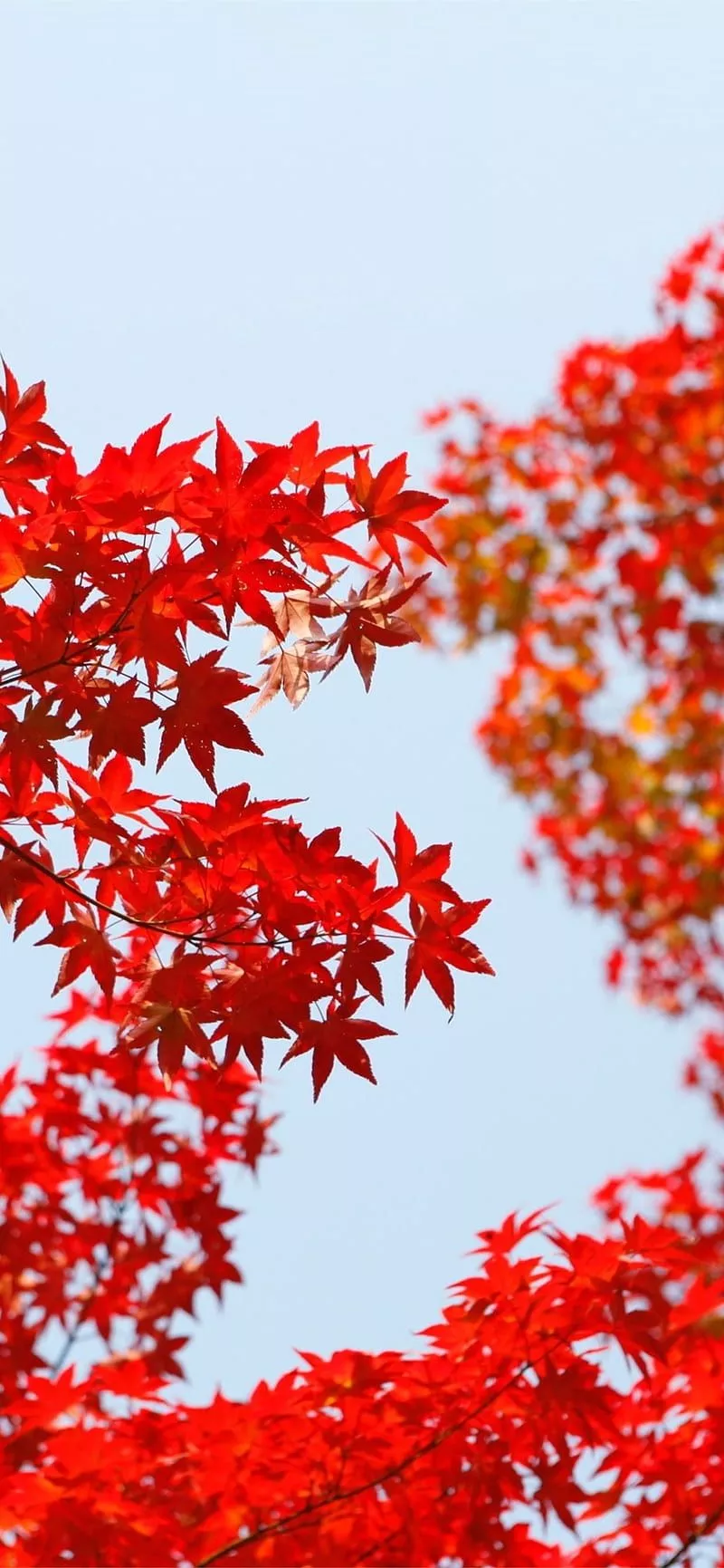 Red Autumn Leaves, HD phone wallpaper