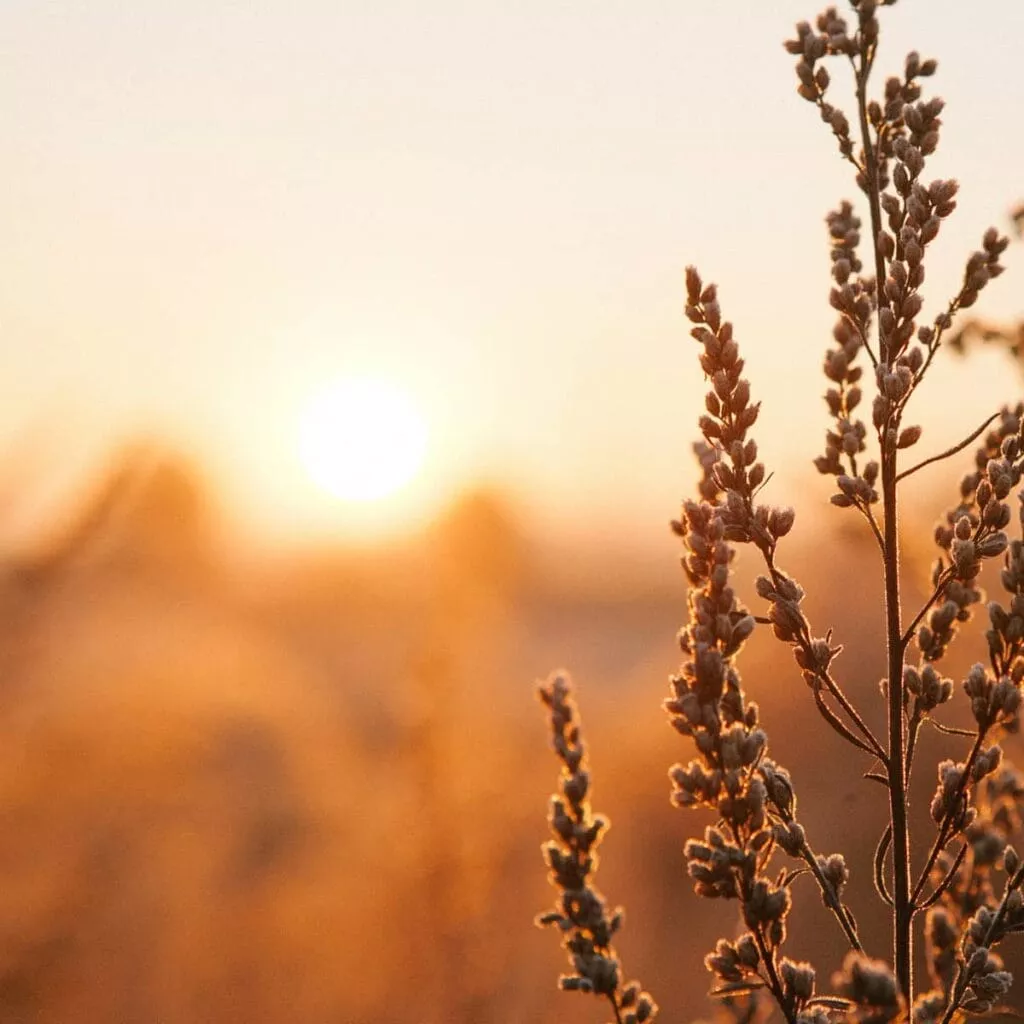 Simple Mindfulness Tips