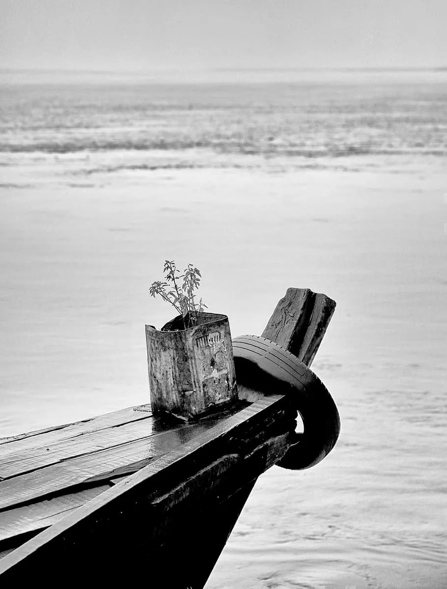 india, brahmaputra river, assam, plant
