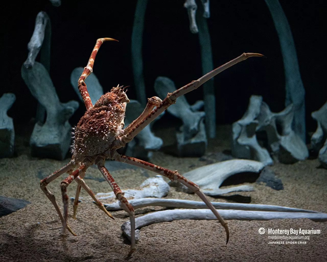 Japanese spider crab wallpaper from