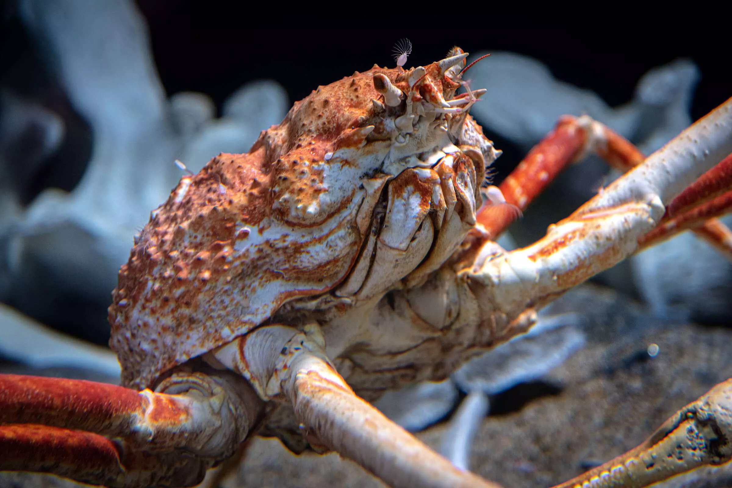Japanese spider crab. Animals