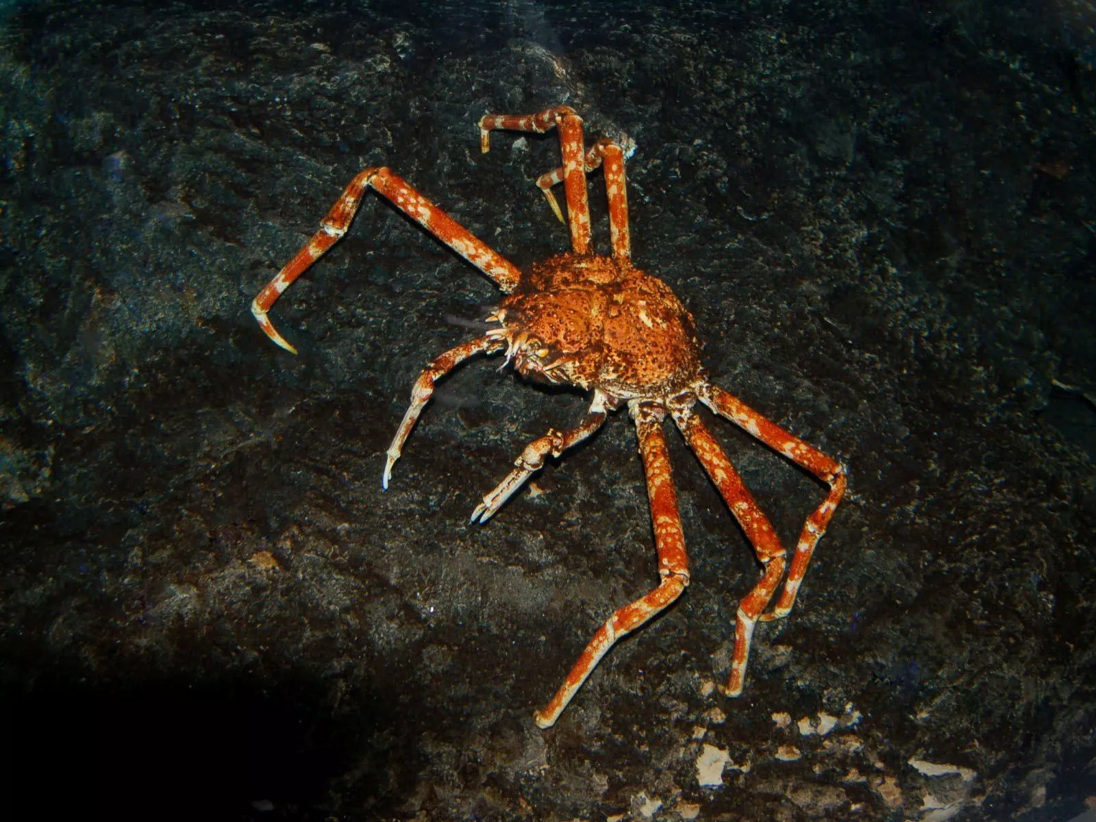 The Online Zoo Spider Crab