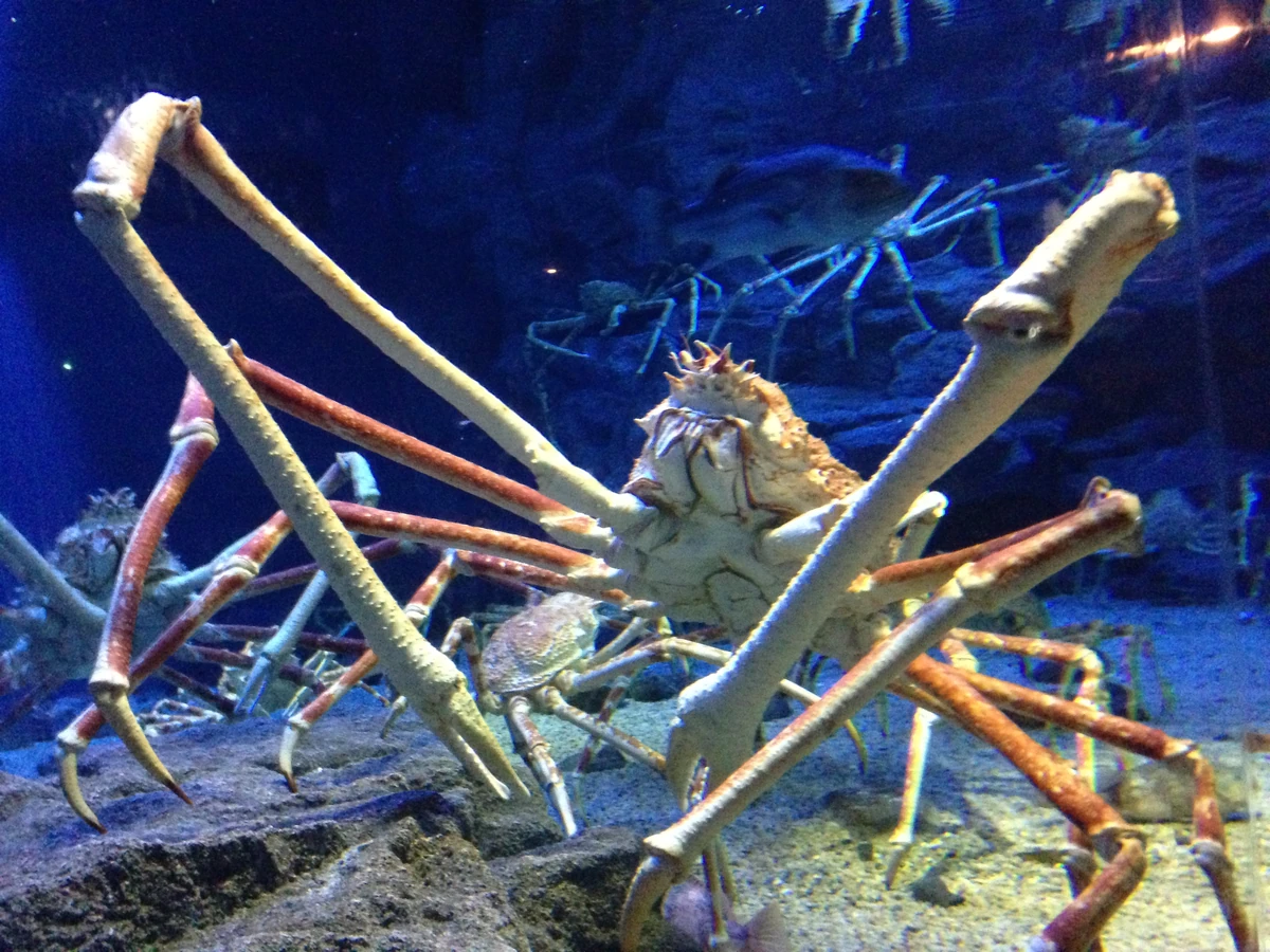 Giant Spider Crab. Blue Abyss