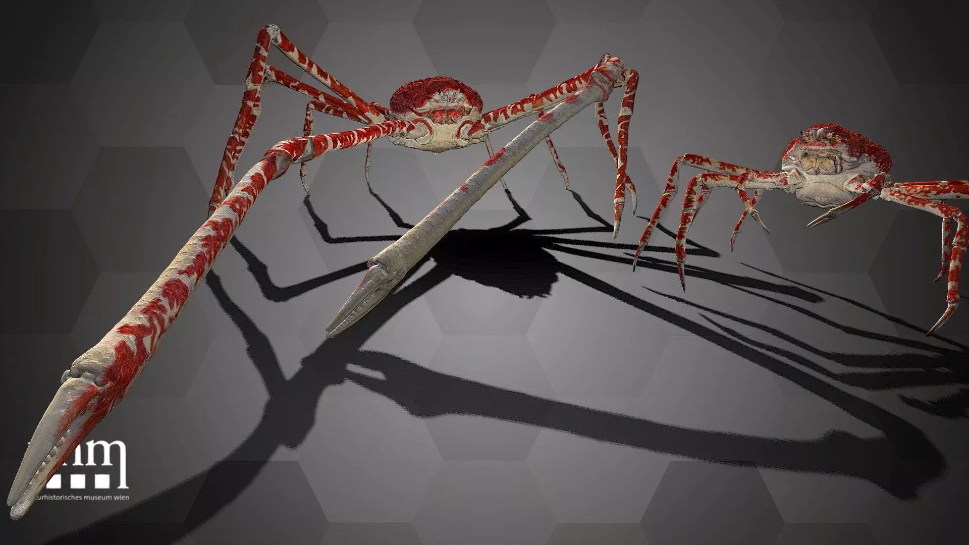 Japanese Giant Spider Crabs NHMW Zoo