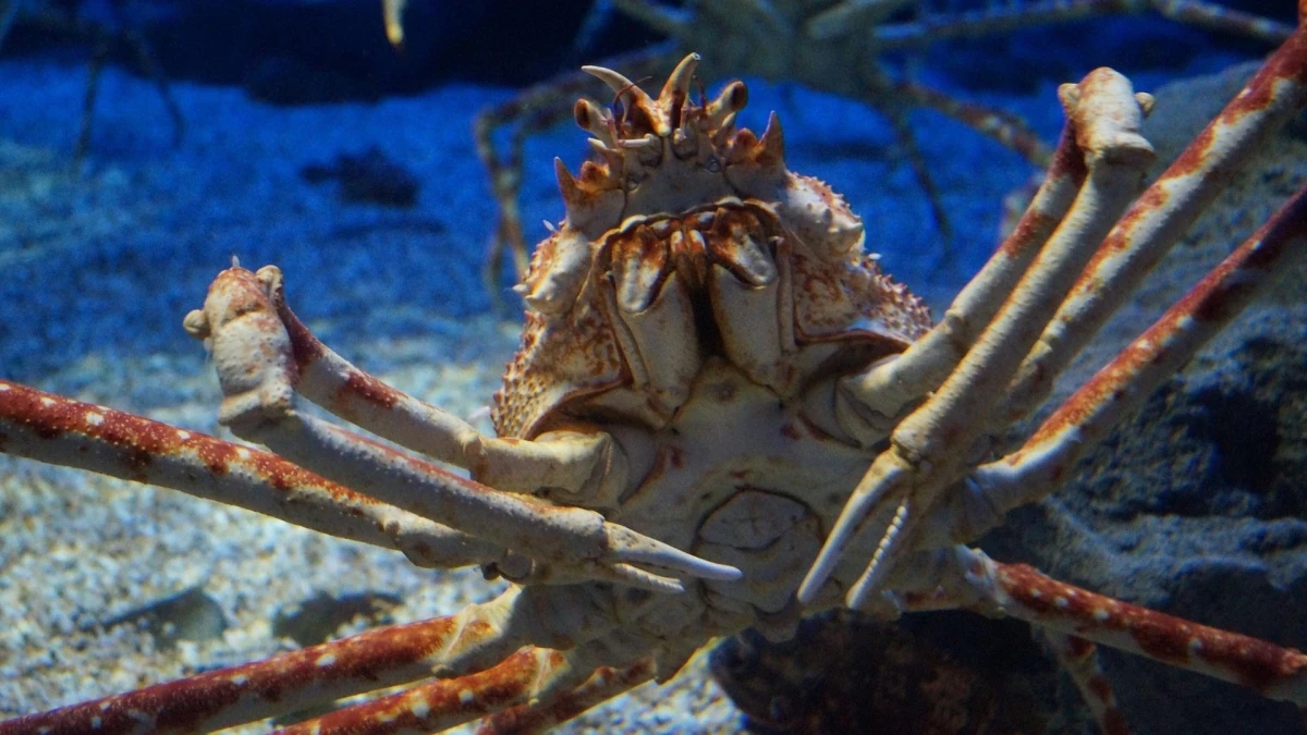 Japanese Spider Crab