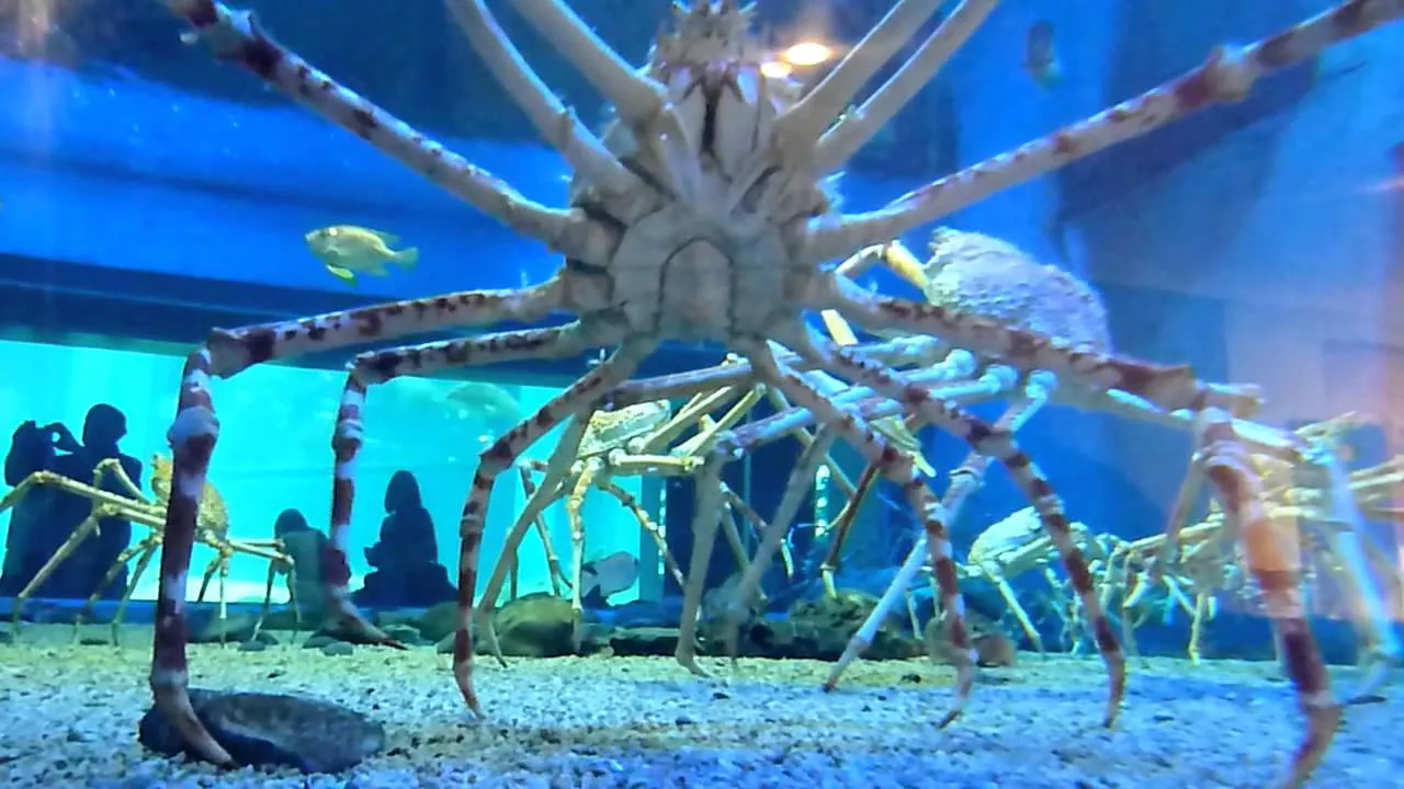 Japanese Spider Crab l Astounding