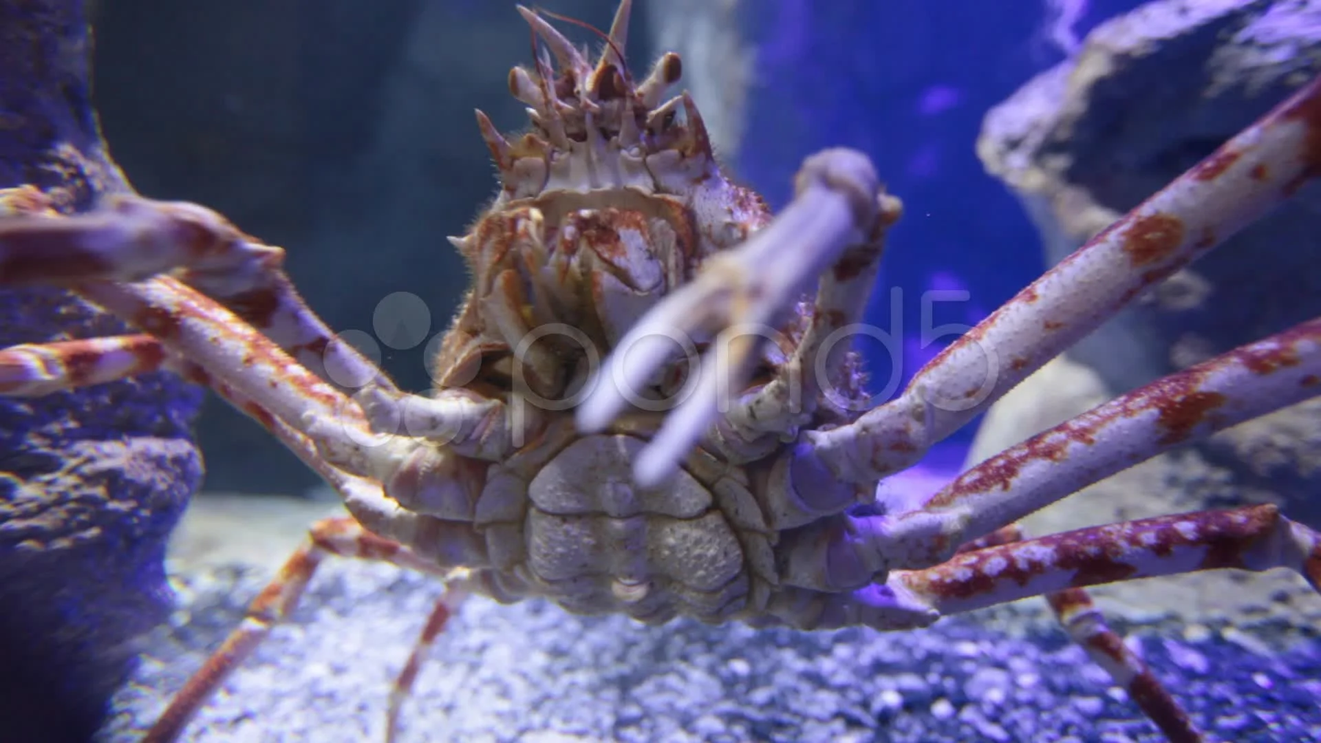 The giant Japanese spider crab. Stock