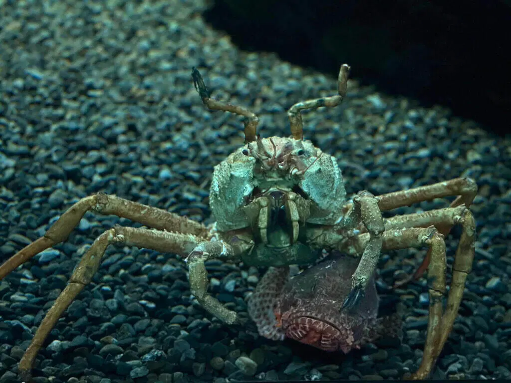 Japanese Spider Crab: The Giant