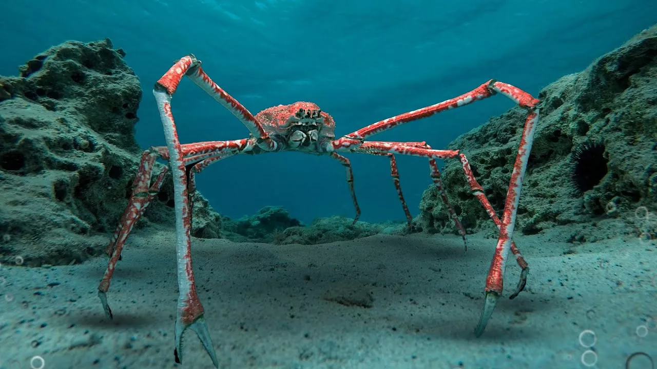 JAPANESE SPIDER CRAB