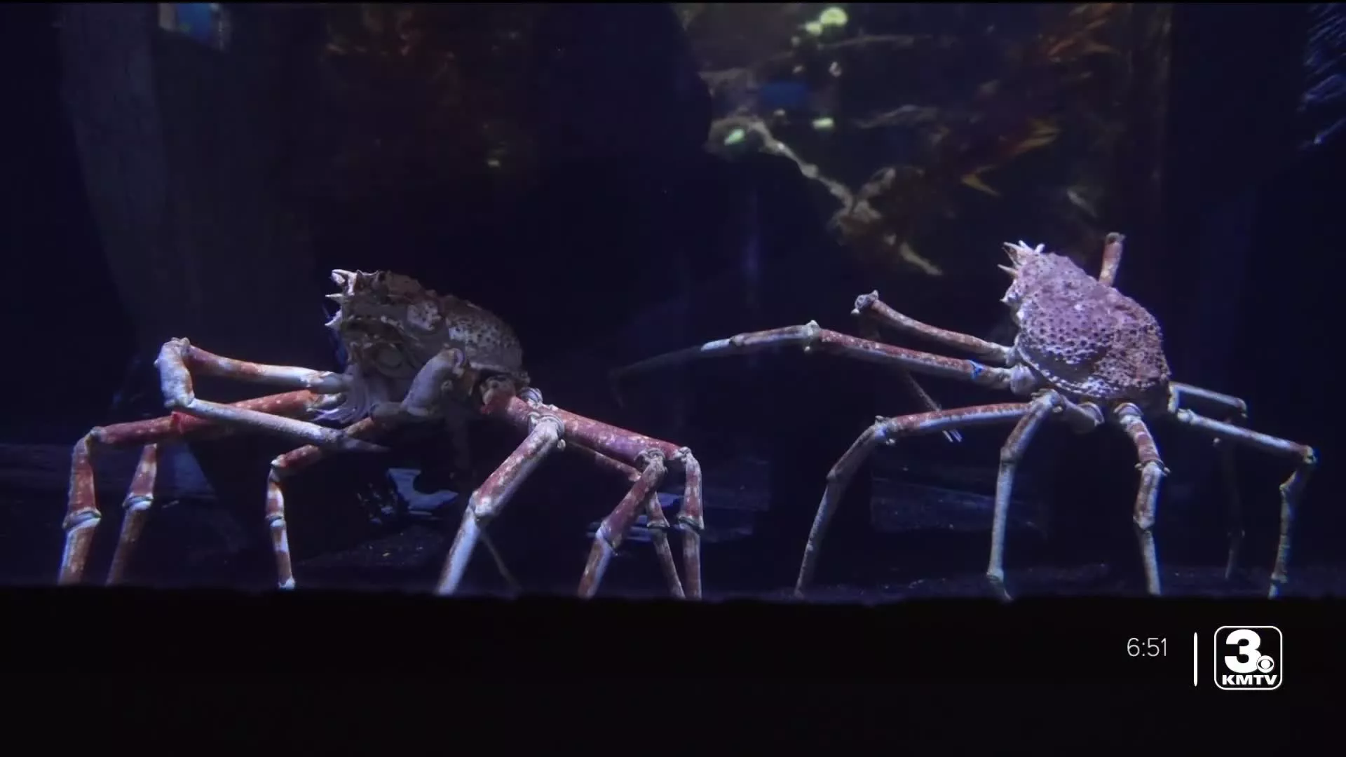 Meet the Japanese Giant Spider Crab