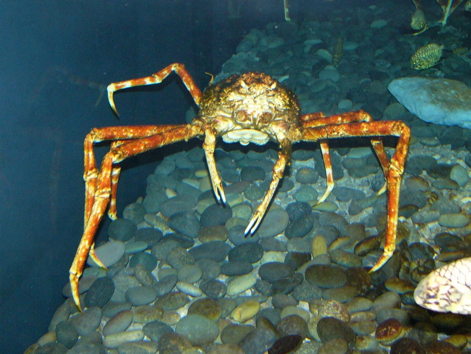 The Online Zoo Spider Crab