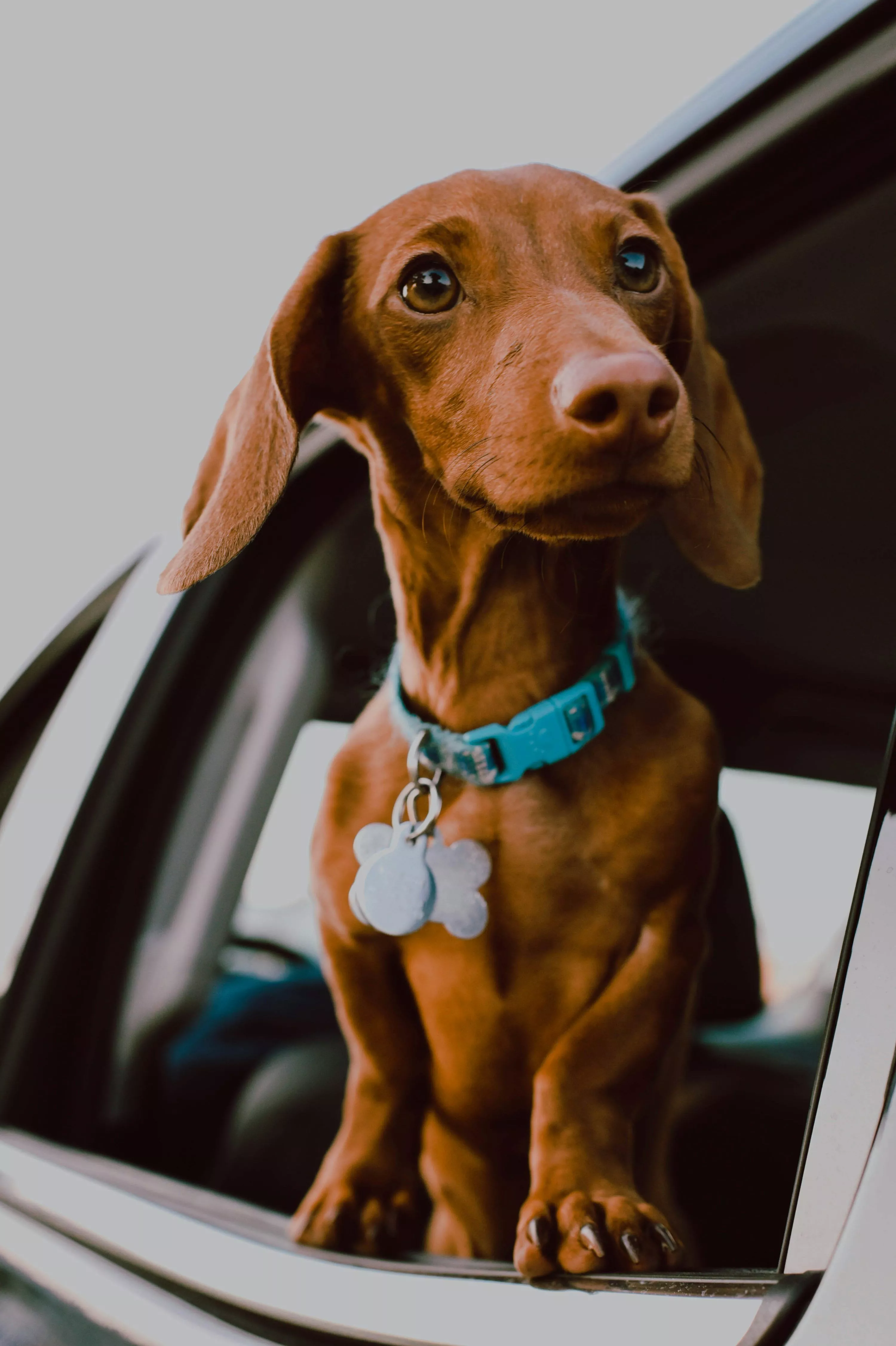 Dachshund Picture. Download Free