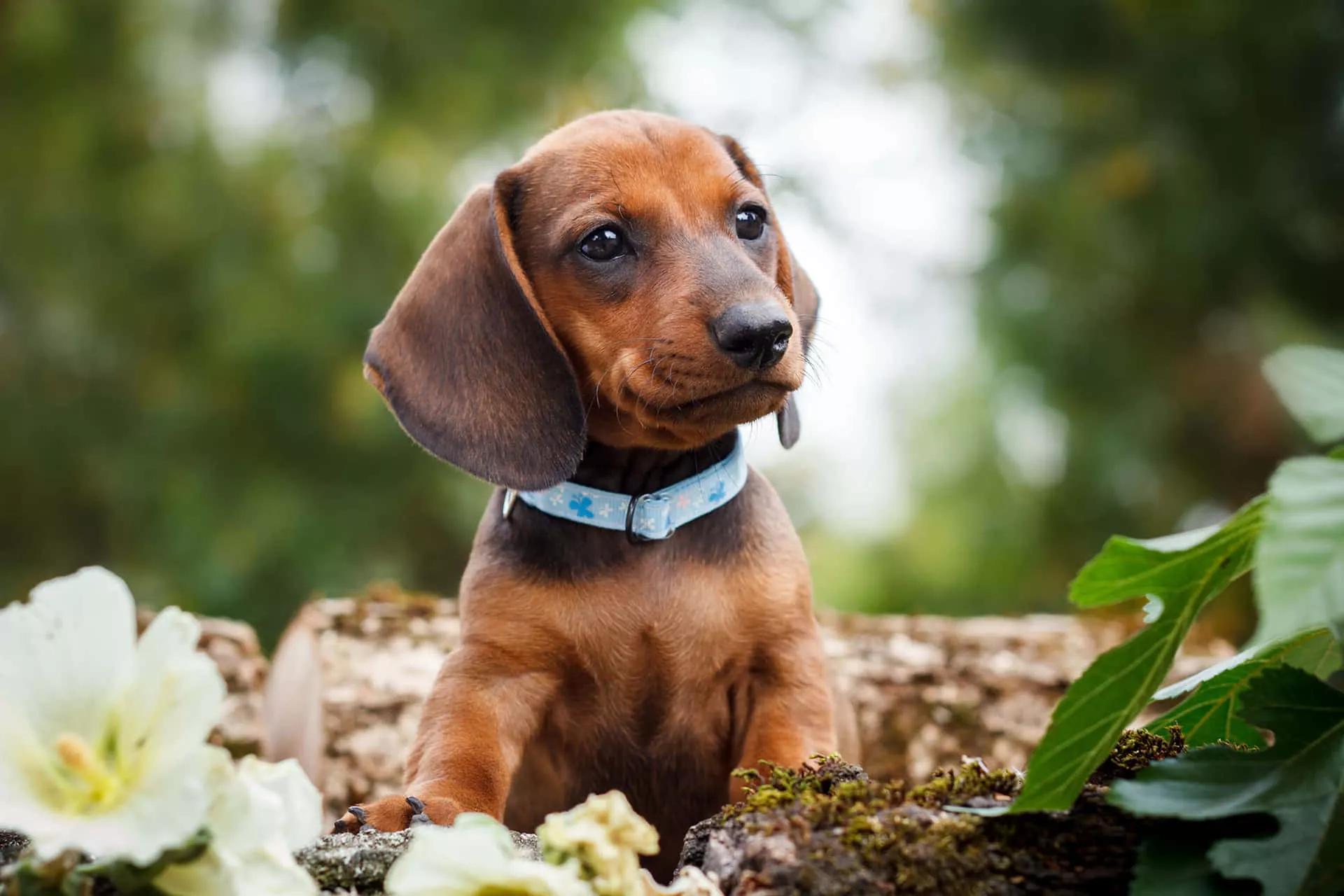 Dachshund Puppy Picture