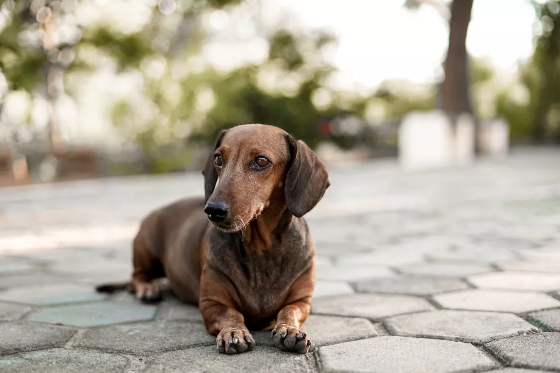 Shot of a Dachshund · Free