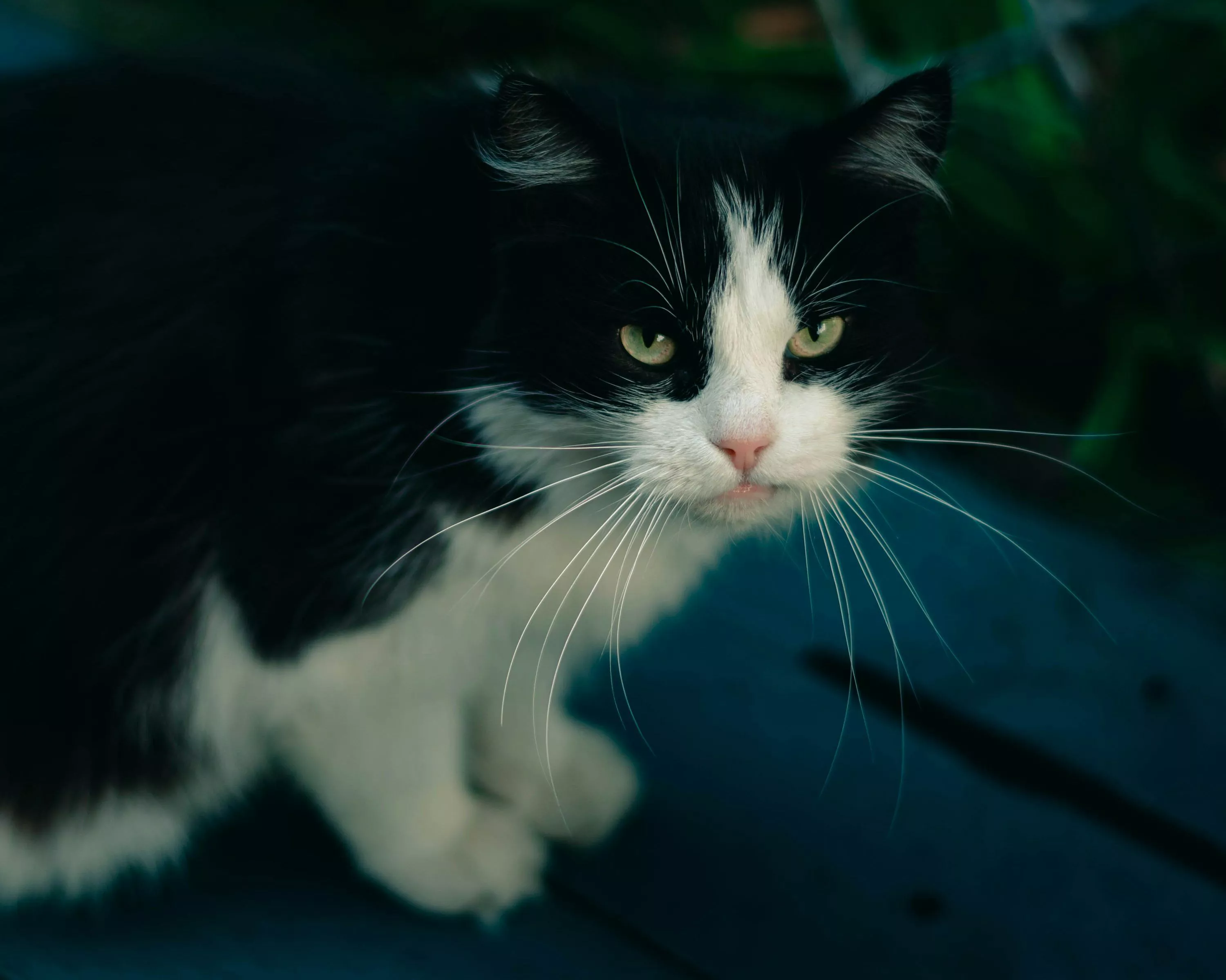 A black and white cat sitting