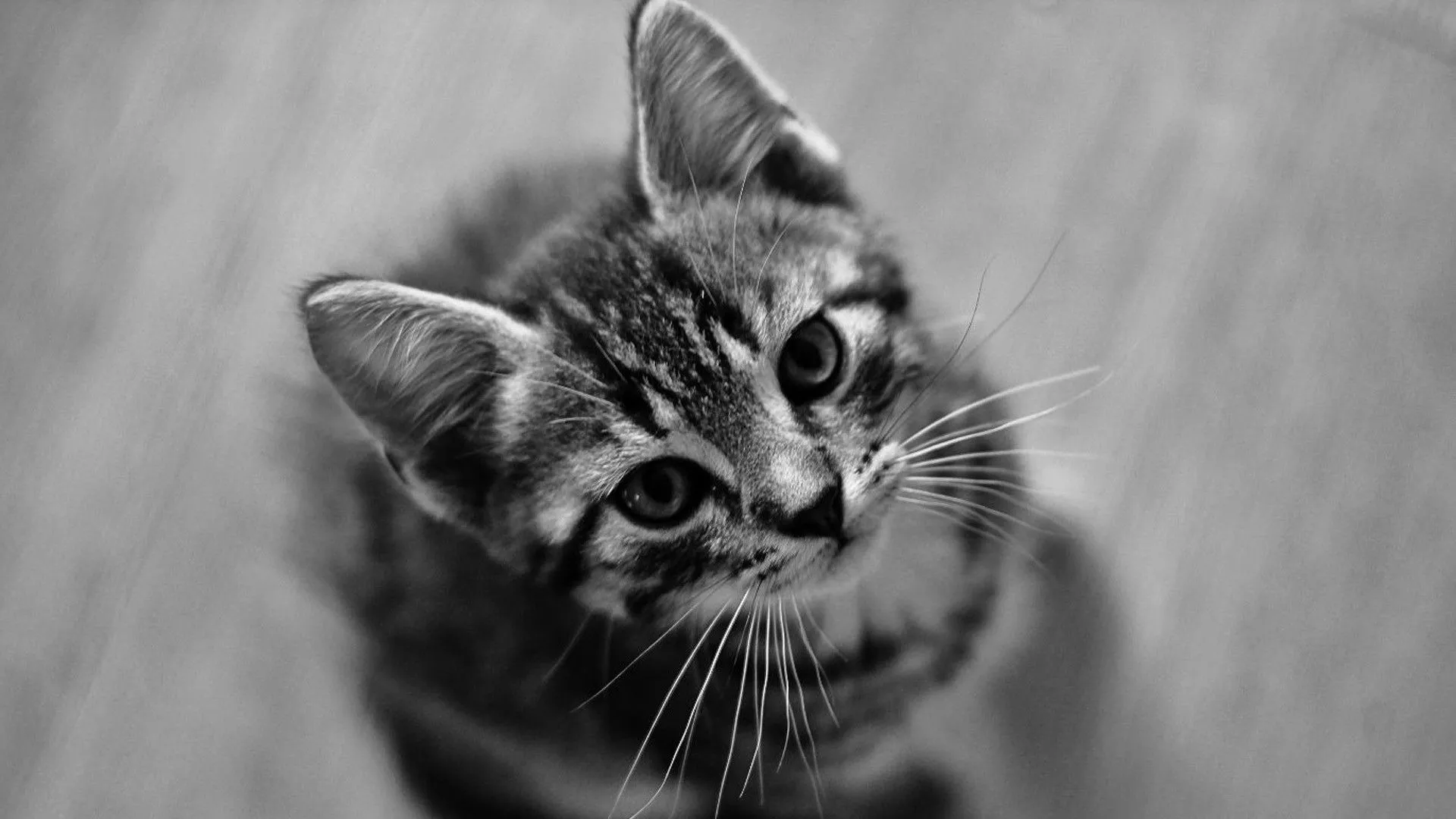 HD Cute Cat Wallpaper. HD Wallpaper