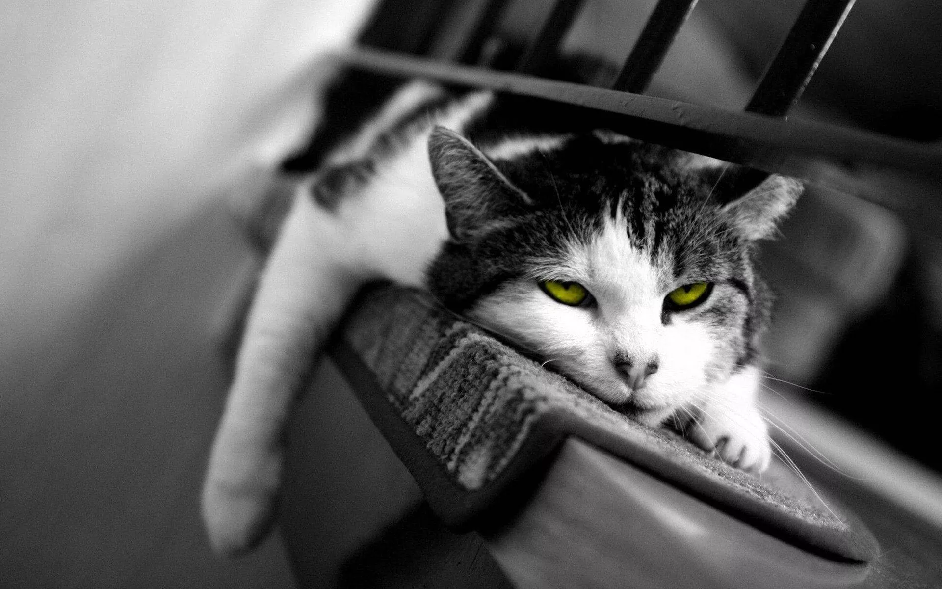 Black And White Cat Wallpaper