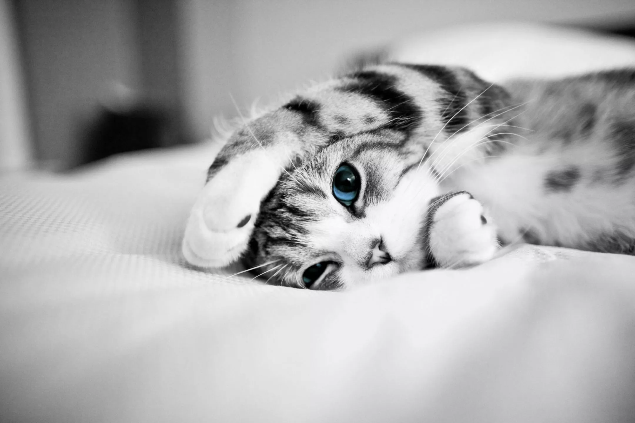 HD desktop wallpaper: Cats, Cat, Kitten