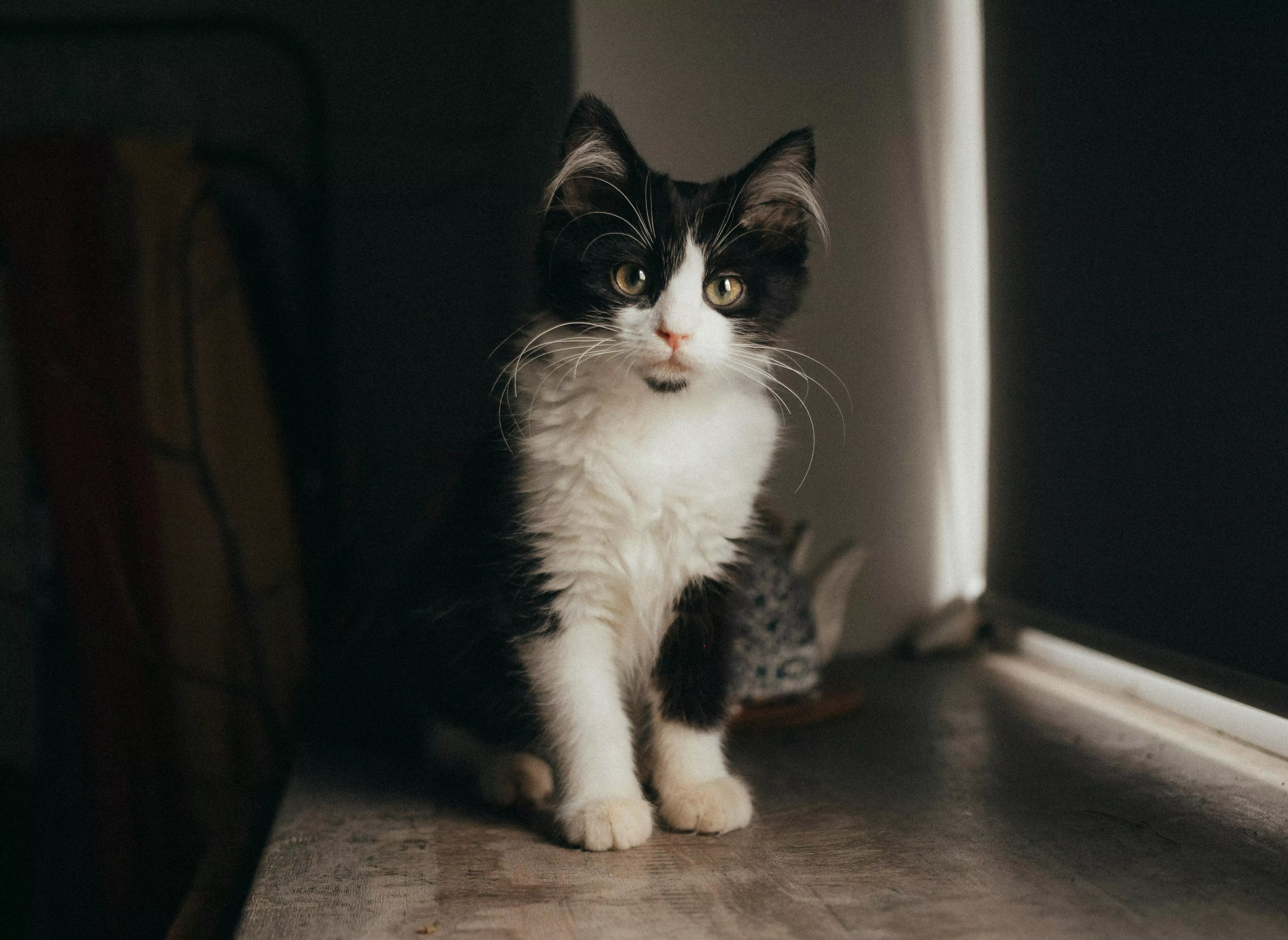 Black And White Cat Photo, Download