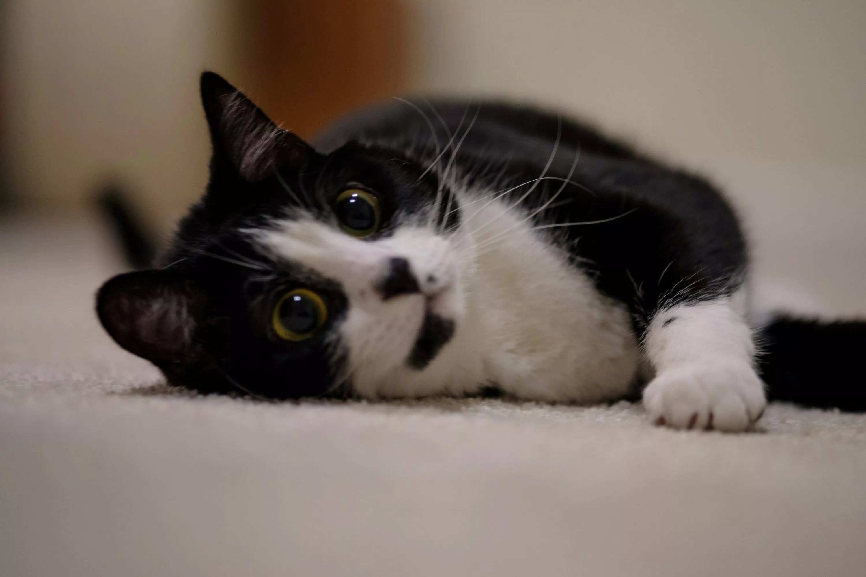 A black and white cat laying on