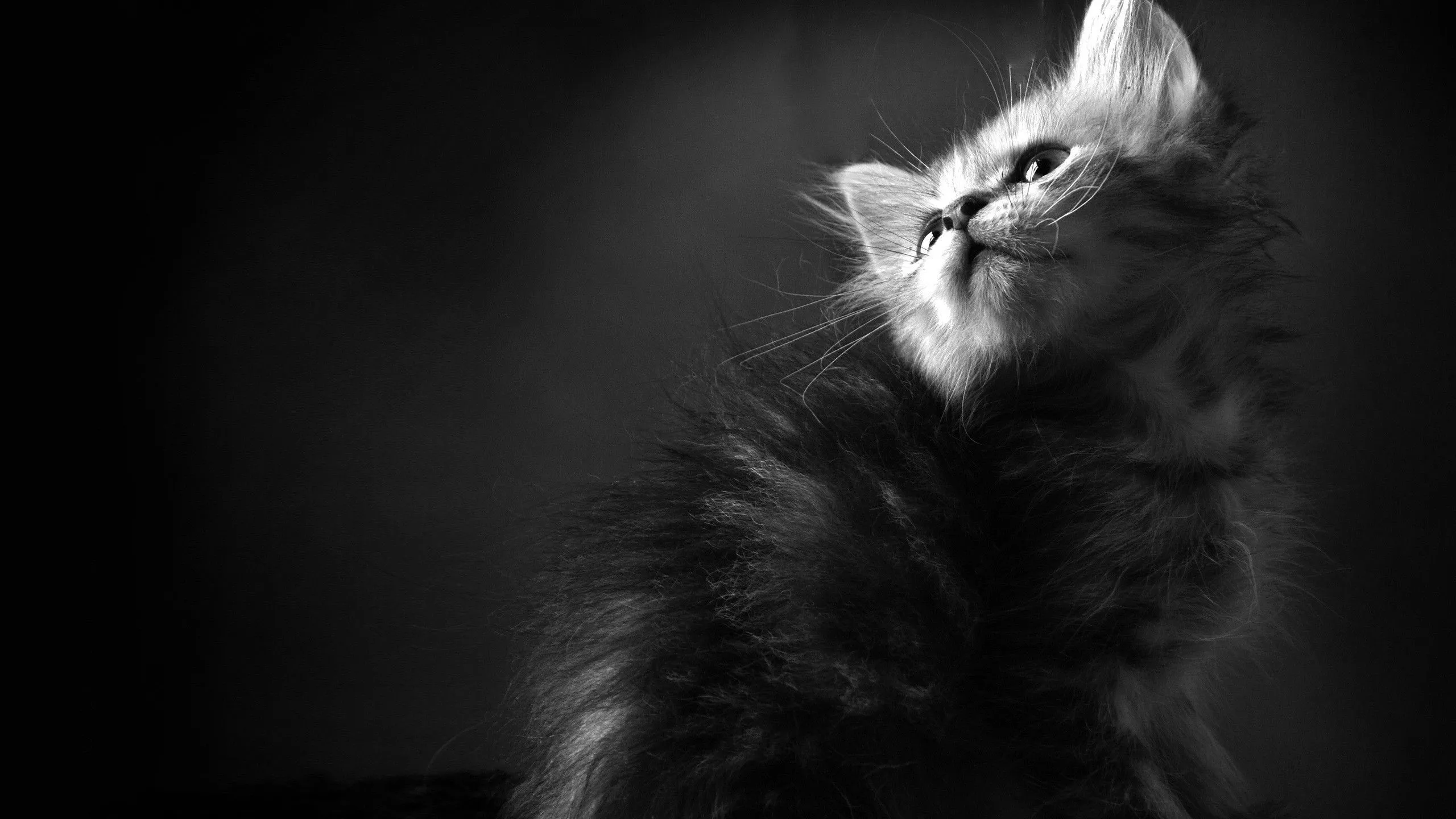 Wallpaper Grayscale Photo of Cat With