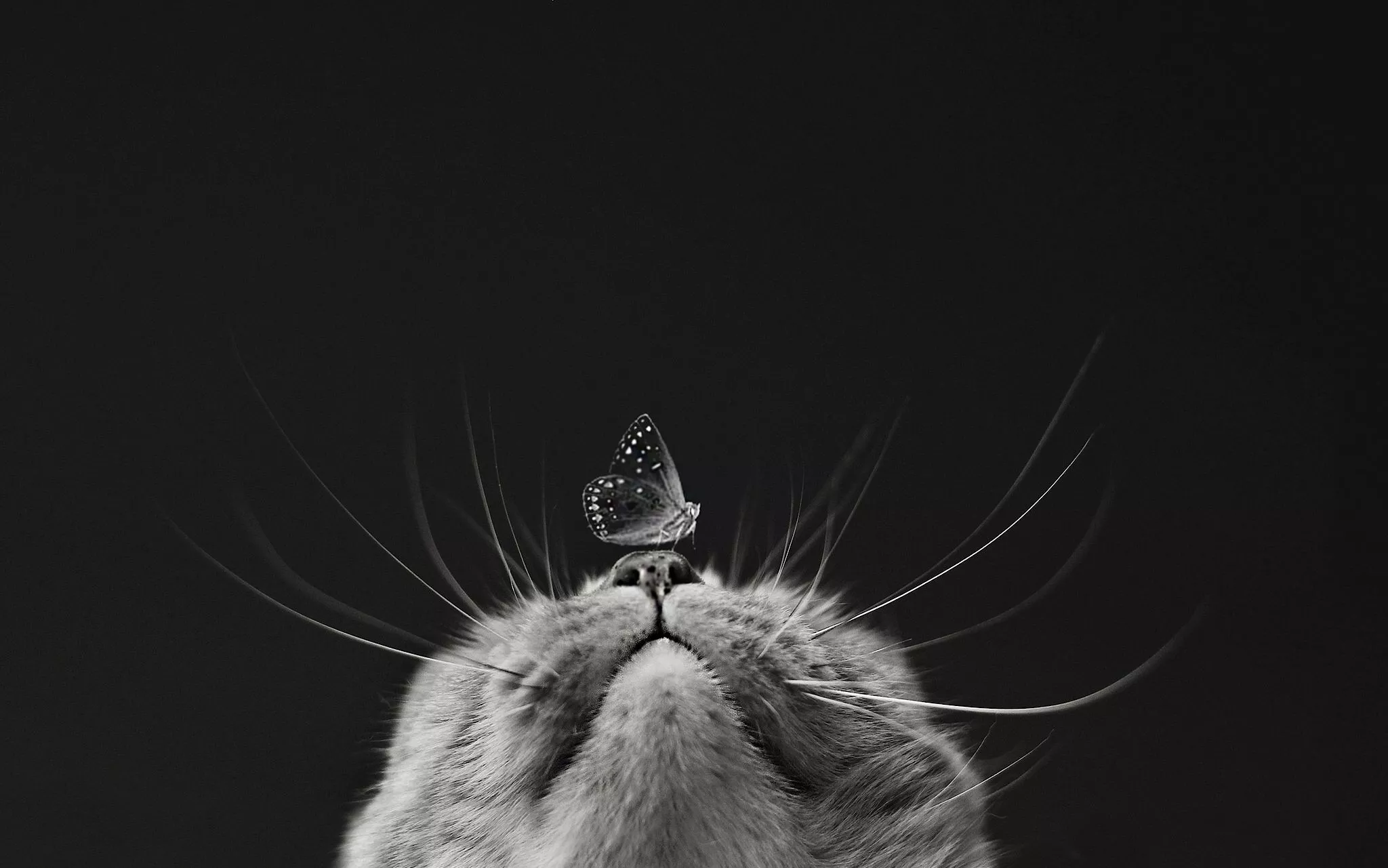 Cat and Butterfly HD Wallpaper