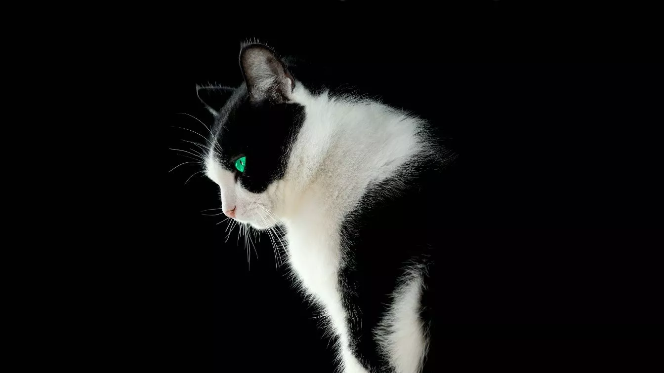 Black and white cat on dark background